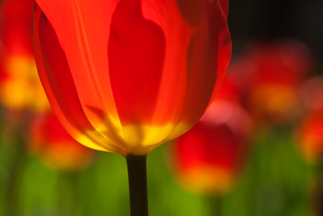 Nikon AF Nikkor 24-85mm F2.8-4D IF sample photo. 郁金香 photography
