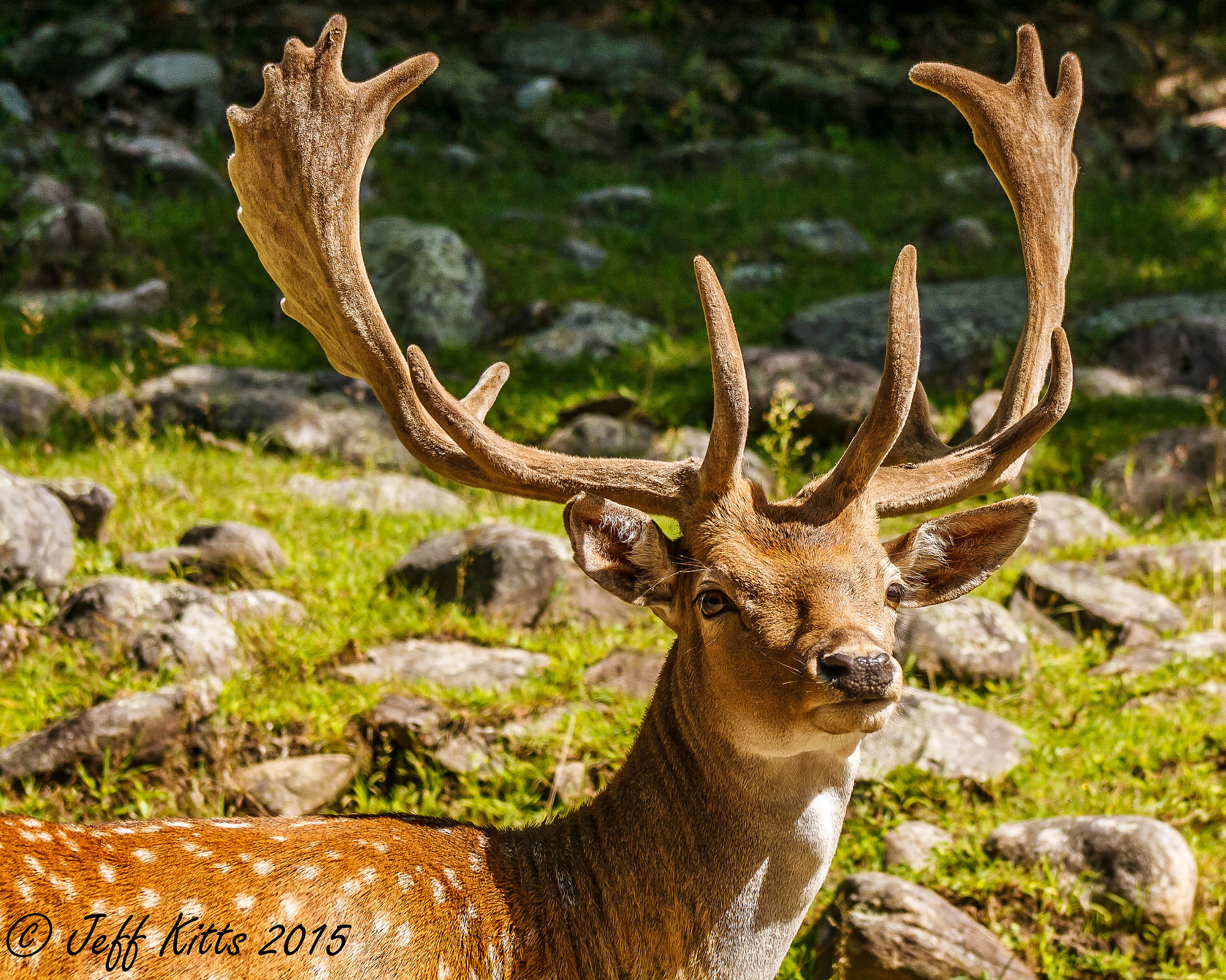Canon EF 75-300mm f/4-5.6 USM sample photo. 2715-fallow deer stag photography