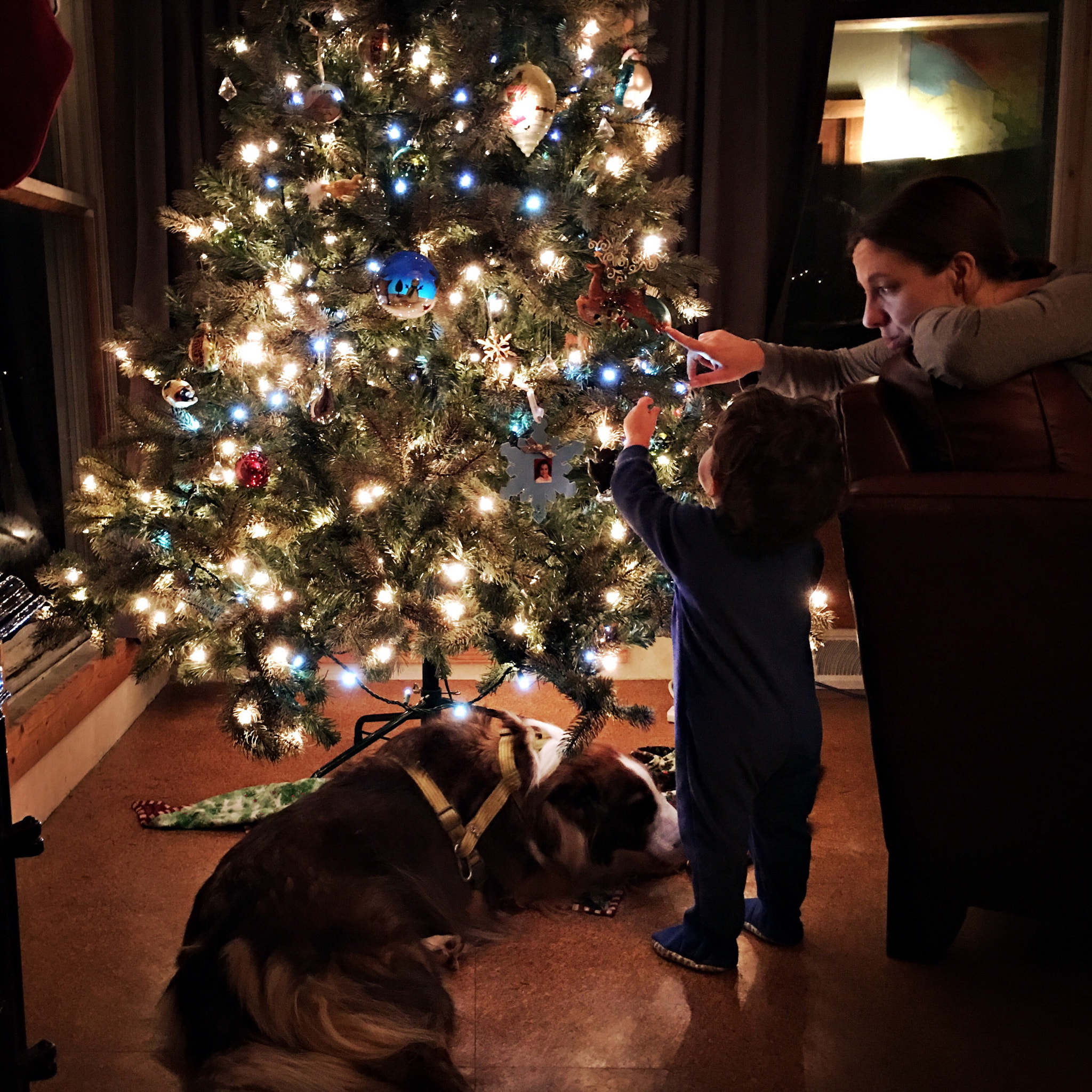 Hipstamatic 303 sample photo. Family tree photography