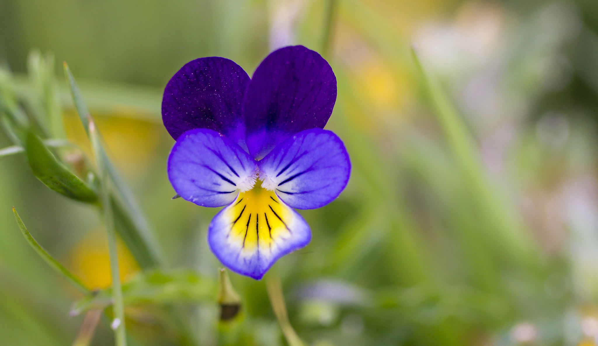 50mm F1.8 sample photo. 23665206215.jpg photography
