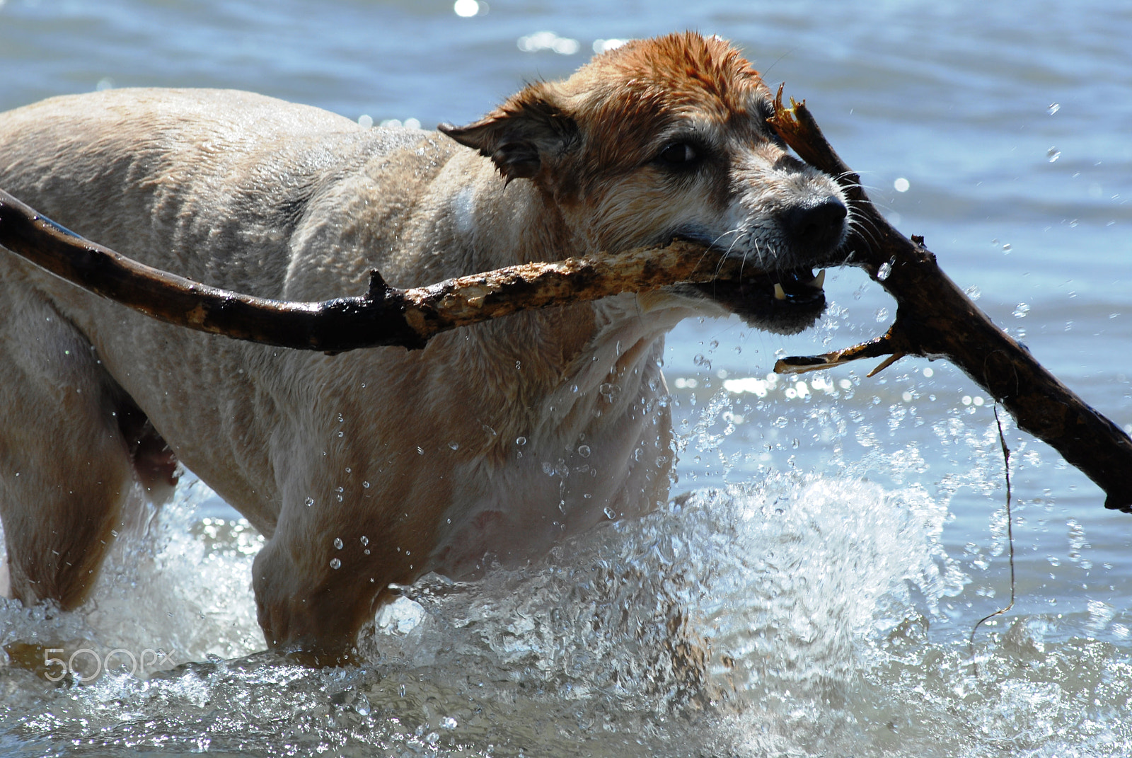 Nikon AF-Nikkor 80-200mm F2.8D ED sample photo. Scoby doo photography