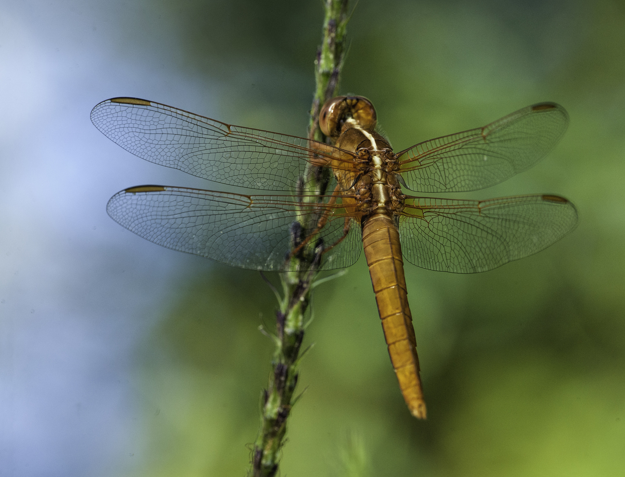 Nikon D3X sample photo. Orthemis discolor female photography