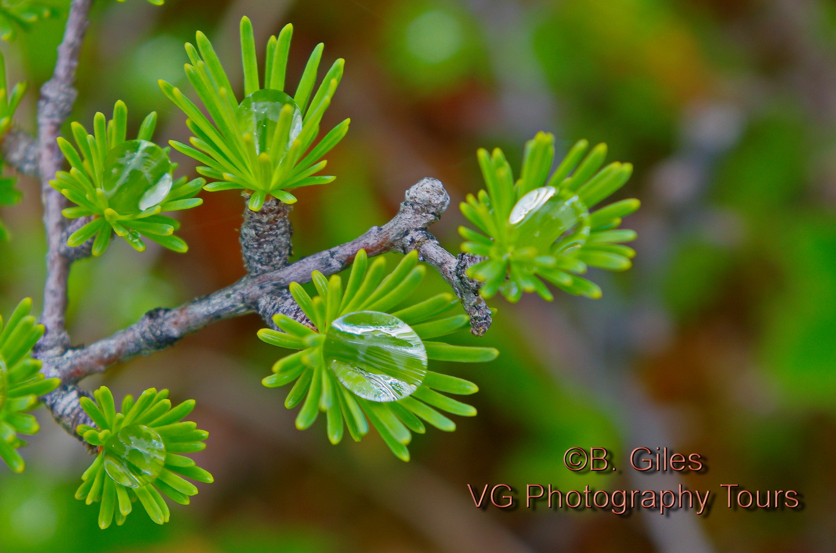 Pentax smc DA 18-55mm F3.5-5.6 AL WR sample photo. Larch drops photography
