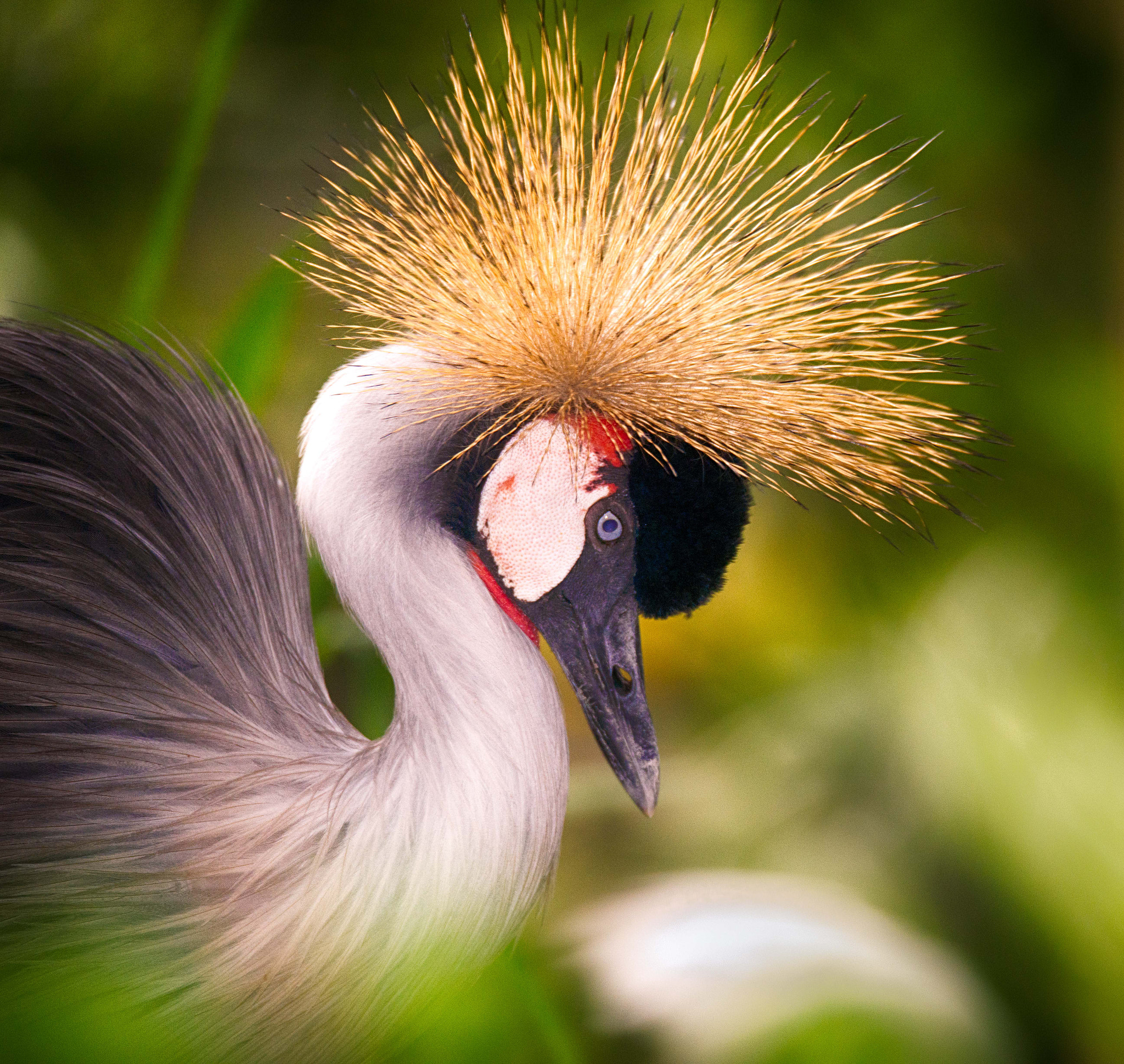 Sigma 150-600mm F5-6.3 DG OS HSM | S sample photo. Bali bird sanctuary photography
