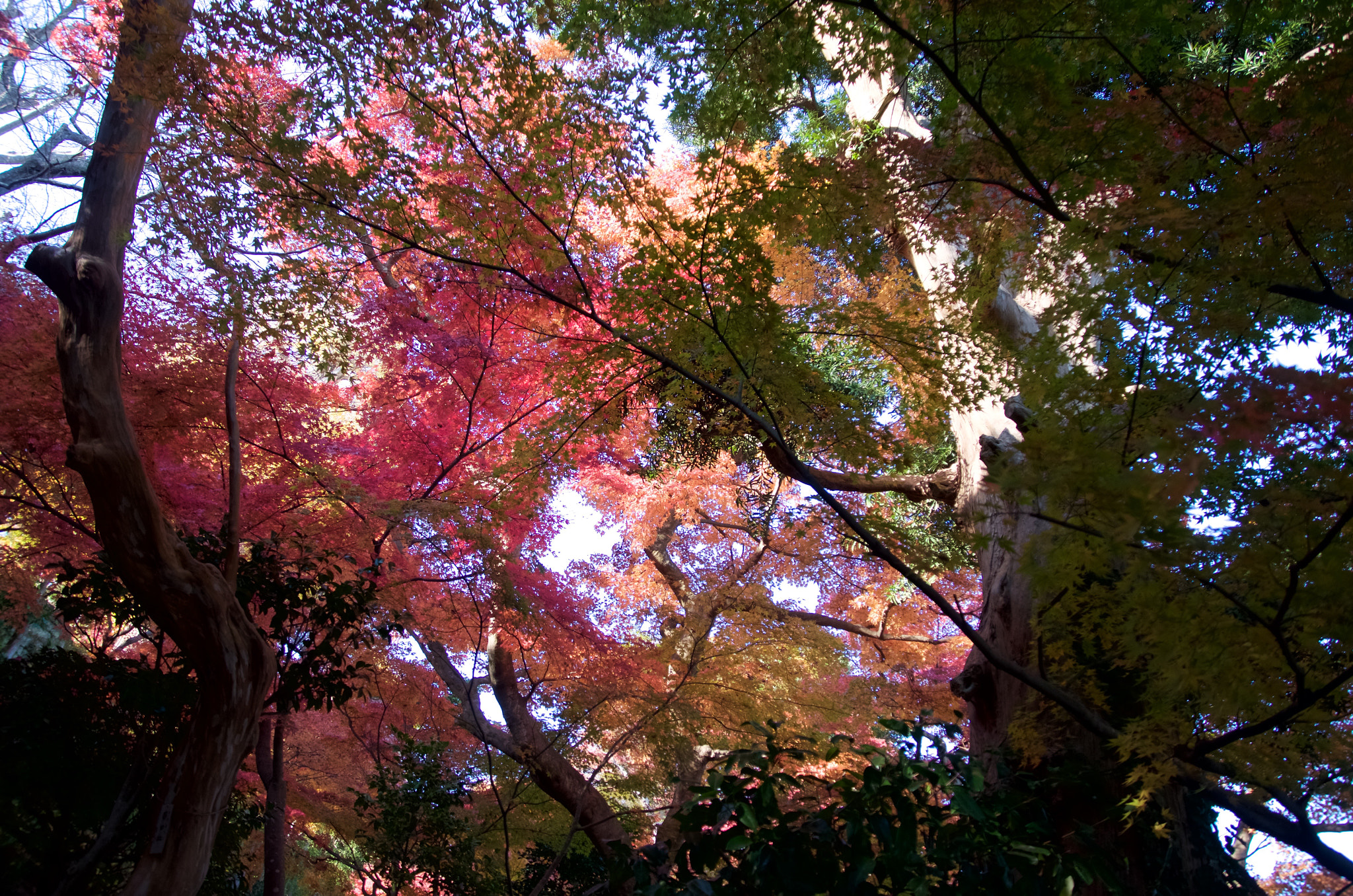 Ricoh GXR A16 sample photo. The colored leaves of autumn in the sky photography