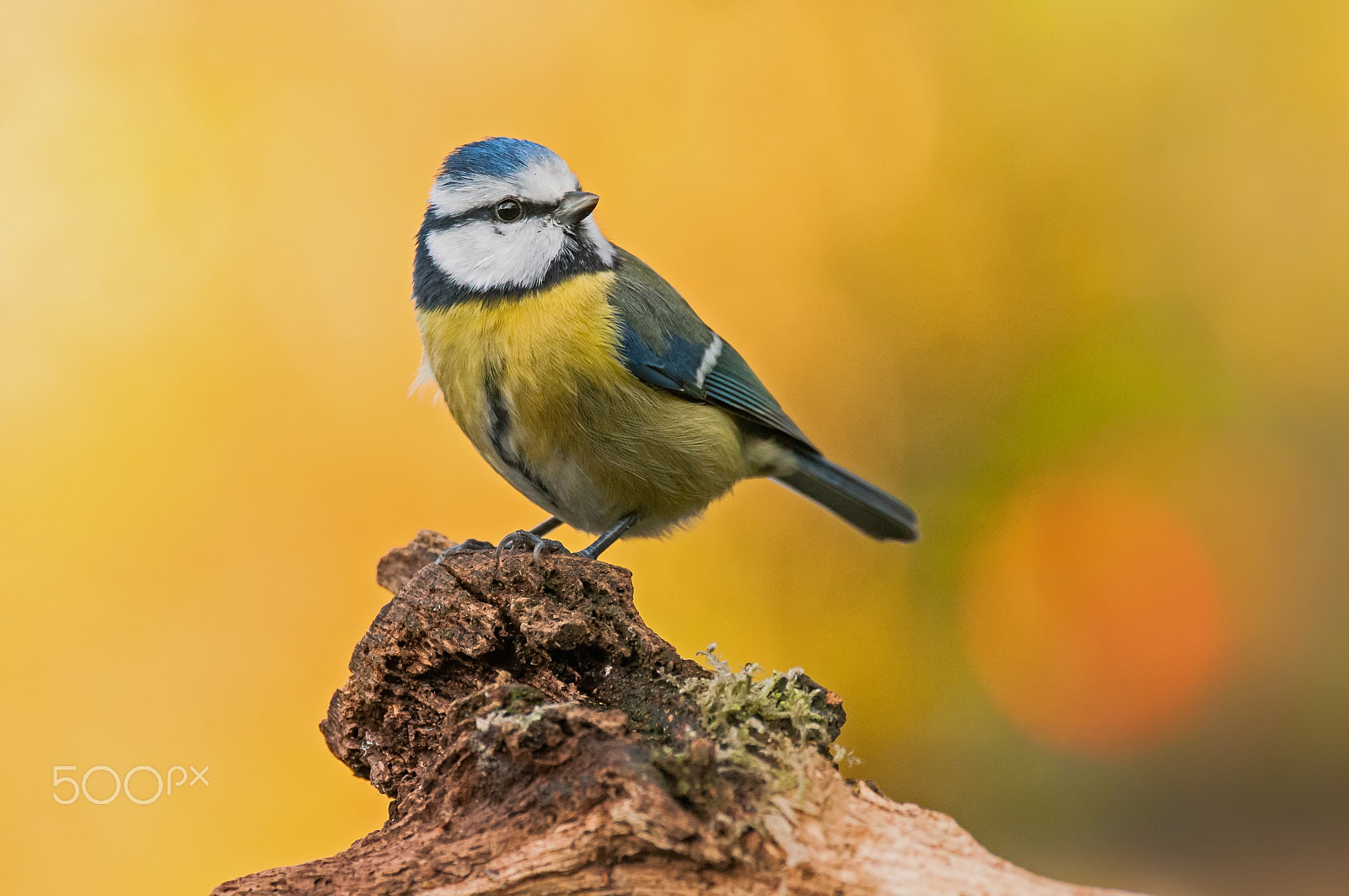 Sigma 120-300mm F2.8 EX DG HSM sample photo. Eurasian blue tit photography
