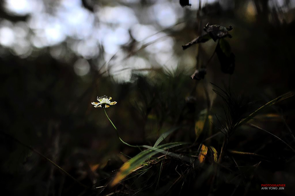 Nikon D3 + Nikon AF-S Nikkor 24mm F1.4G ED sample photo. Withering parnassus plant photography