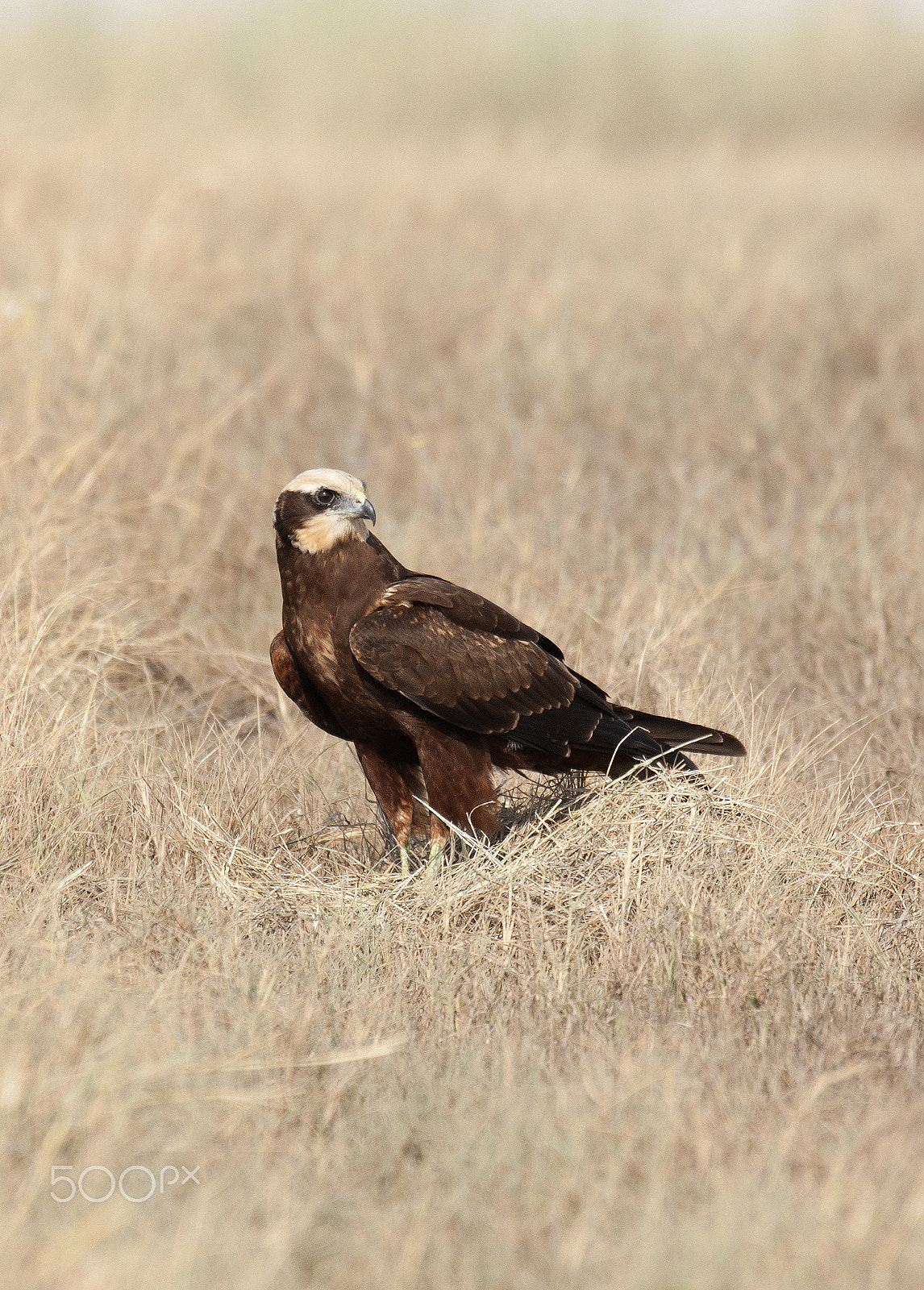 Sony Alpha DSLR-A700 + Sony 70-400mm F4-5.6 G SSM sample photo. Western marsh harrier photography