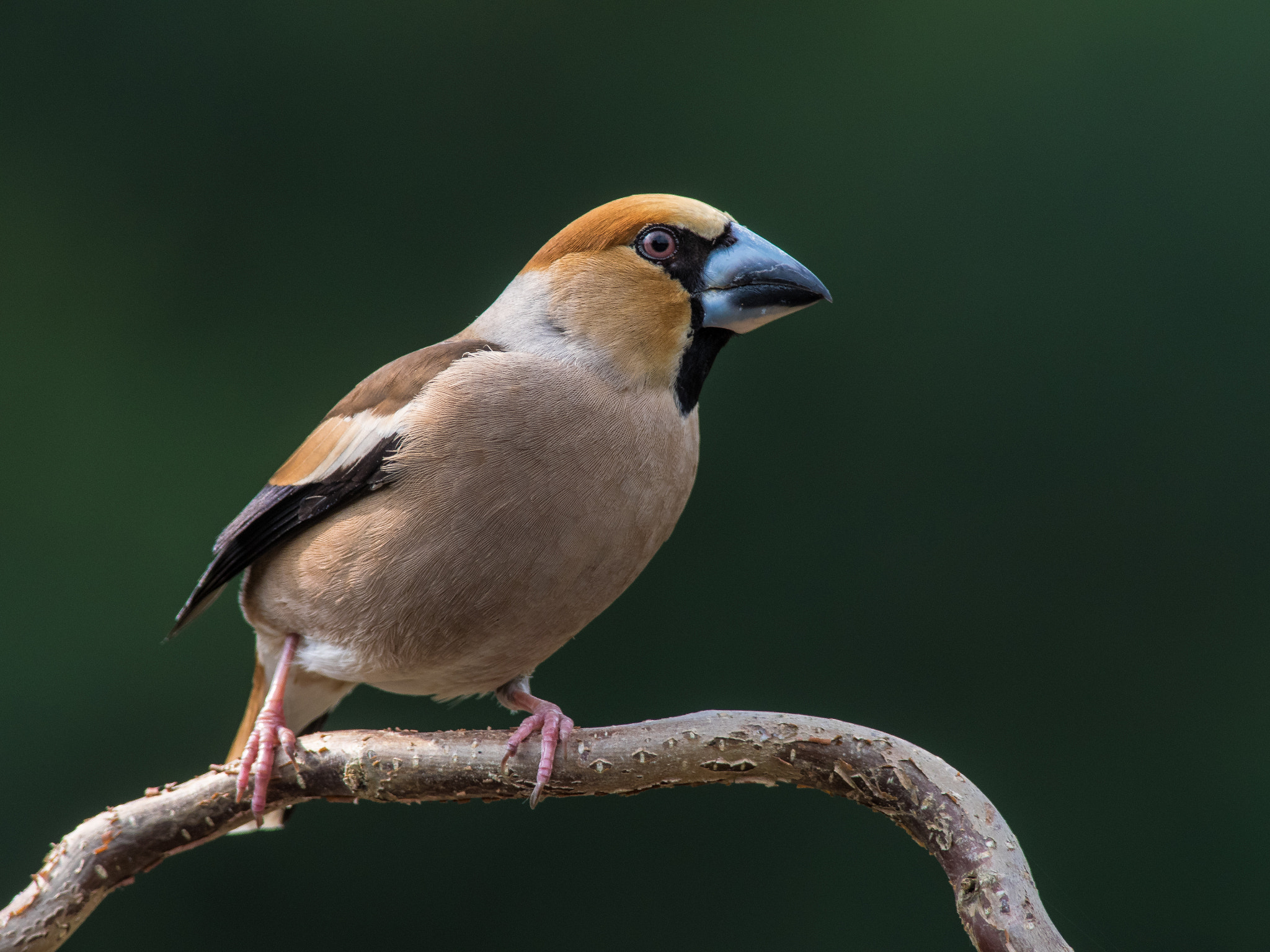 Olympus OM-D E-M1 + OLYMPUS 300mm Lens sample photo. Hawfinch photography