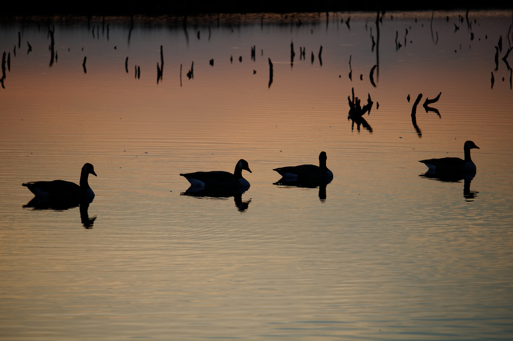 Canon EOS M + Canon EF-S 55-250mm F4-5.6 IS STM sample photo. Duck tales photography