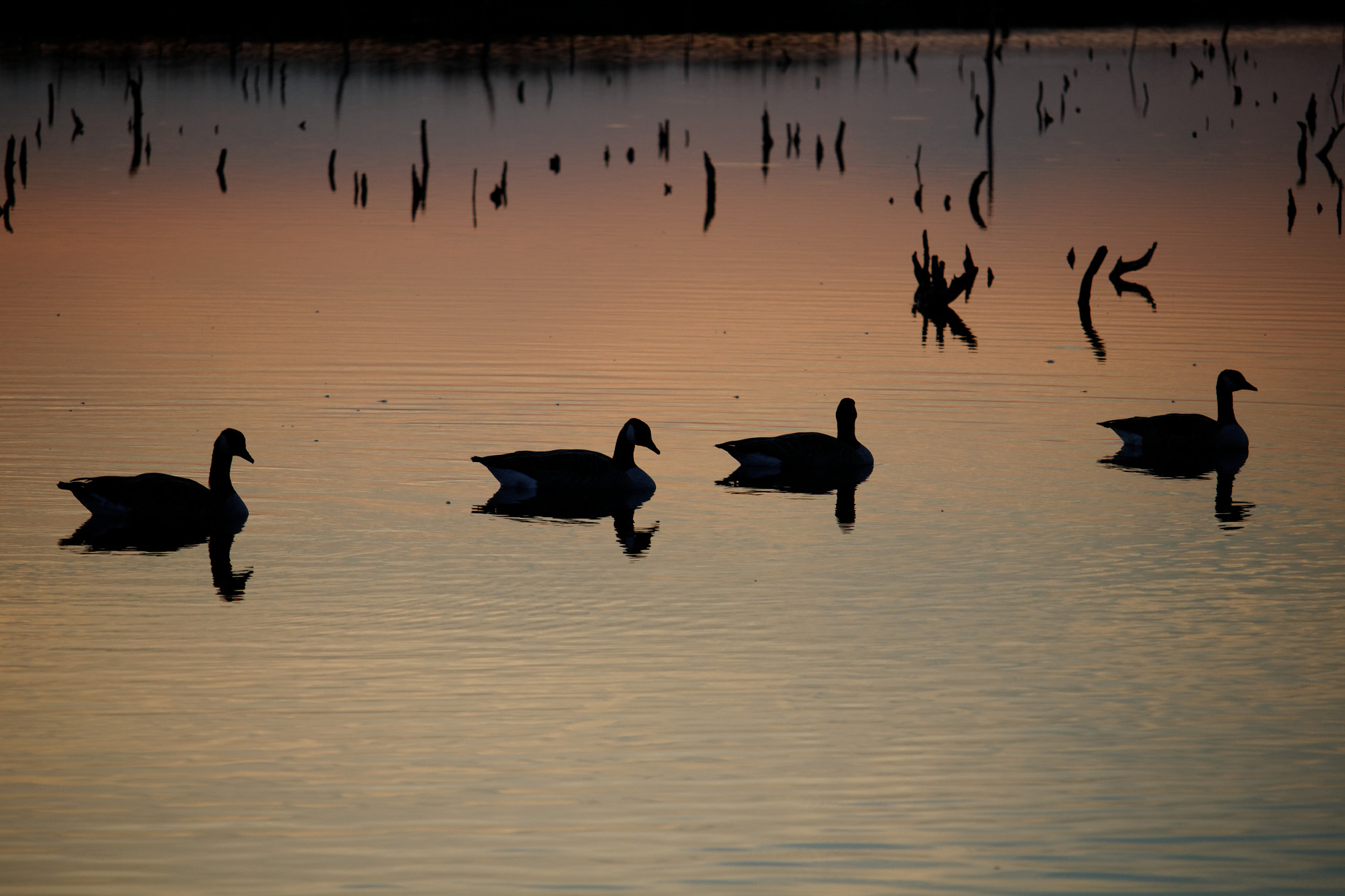 Canon EOS M sample photo. Duck tales photography