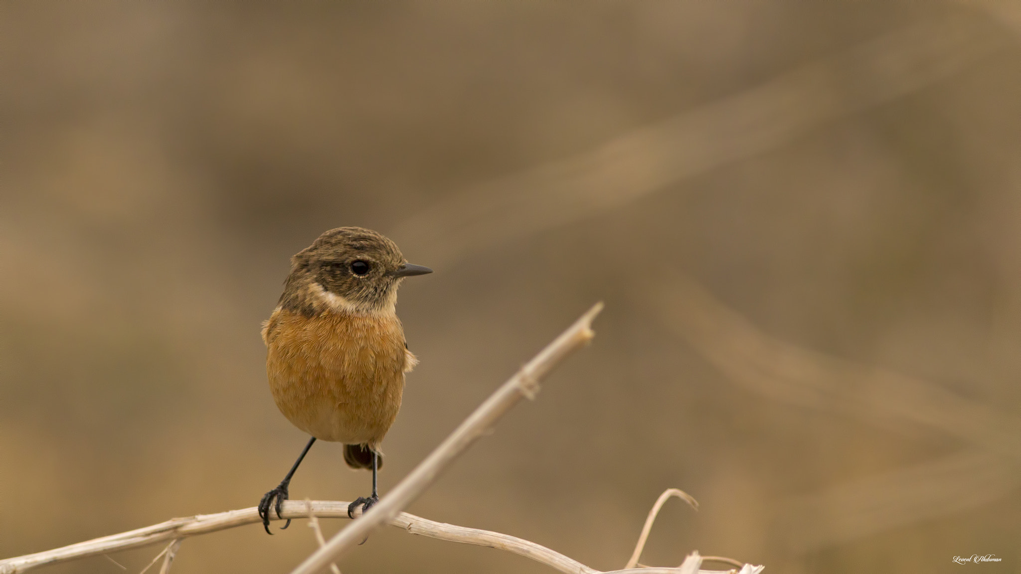 Canon EOS 650D (EOS Rebel T4i / EOS Kiss X6i) + Canon EF 400mm F5.6L USM sample photo. European stonechat photography