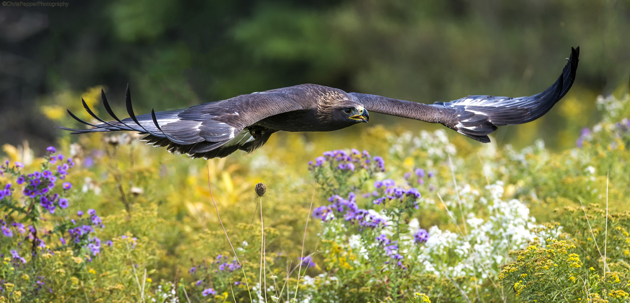 Nikon AF-S Nikkor 400mm F2.8G ED VR II sample photo. Golden eagle photography