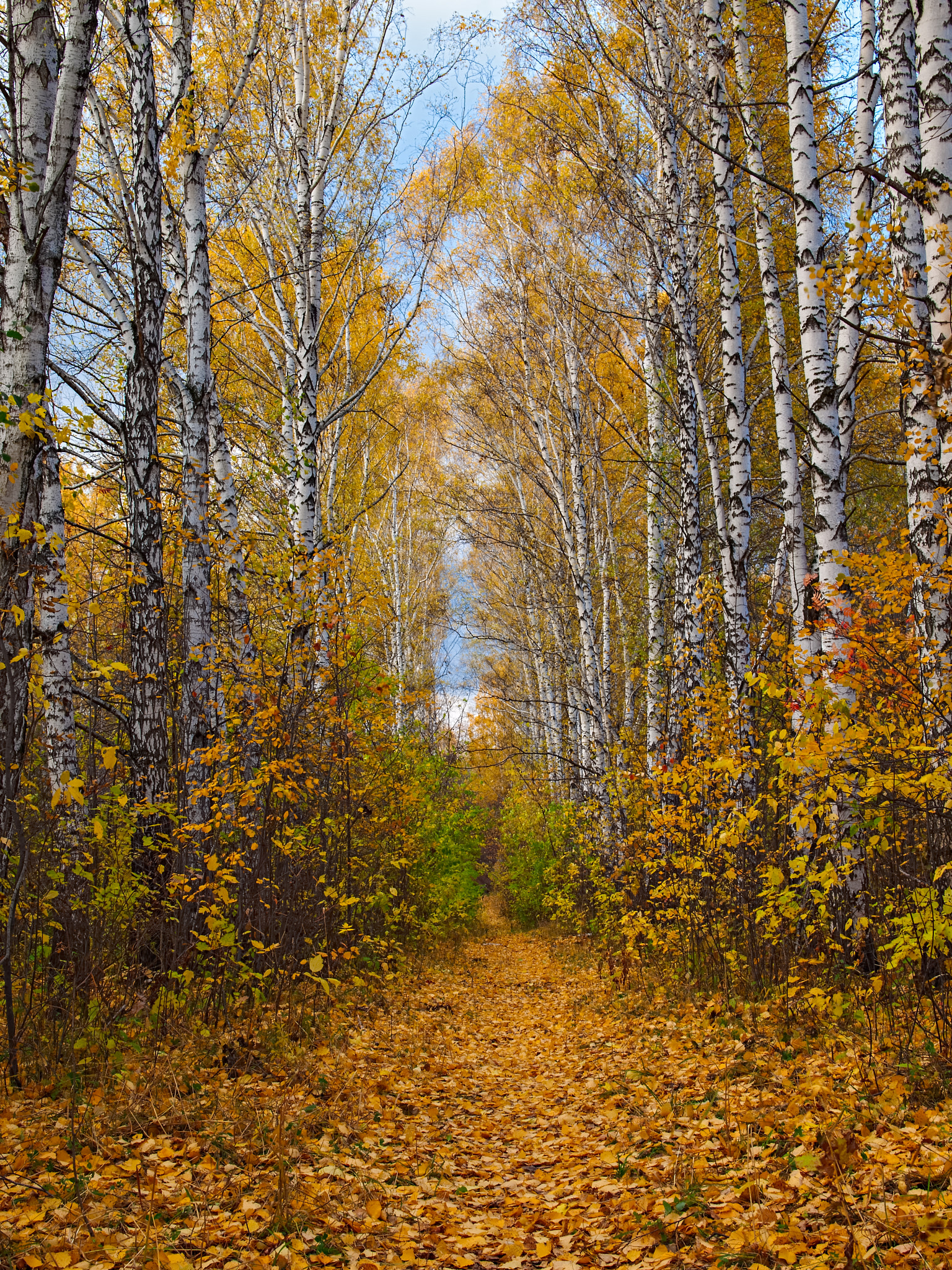 Olympus E-30 + OLYMPUS 14-54mm Lens sample photo. Autumn paths photography