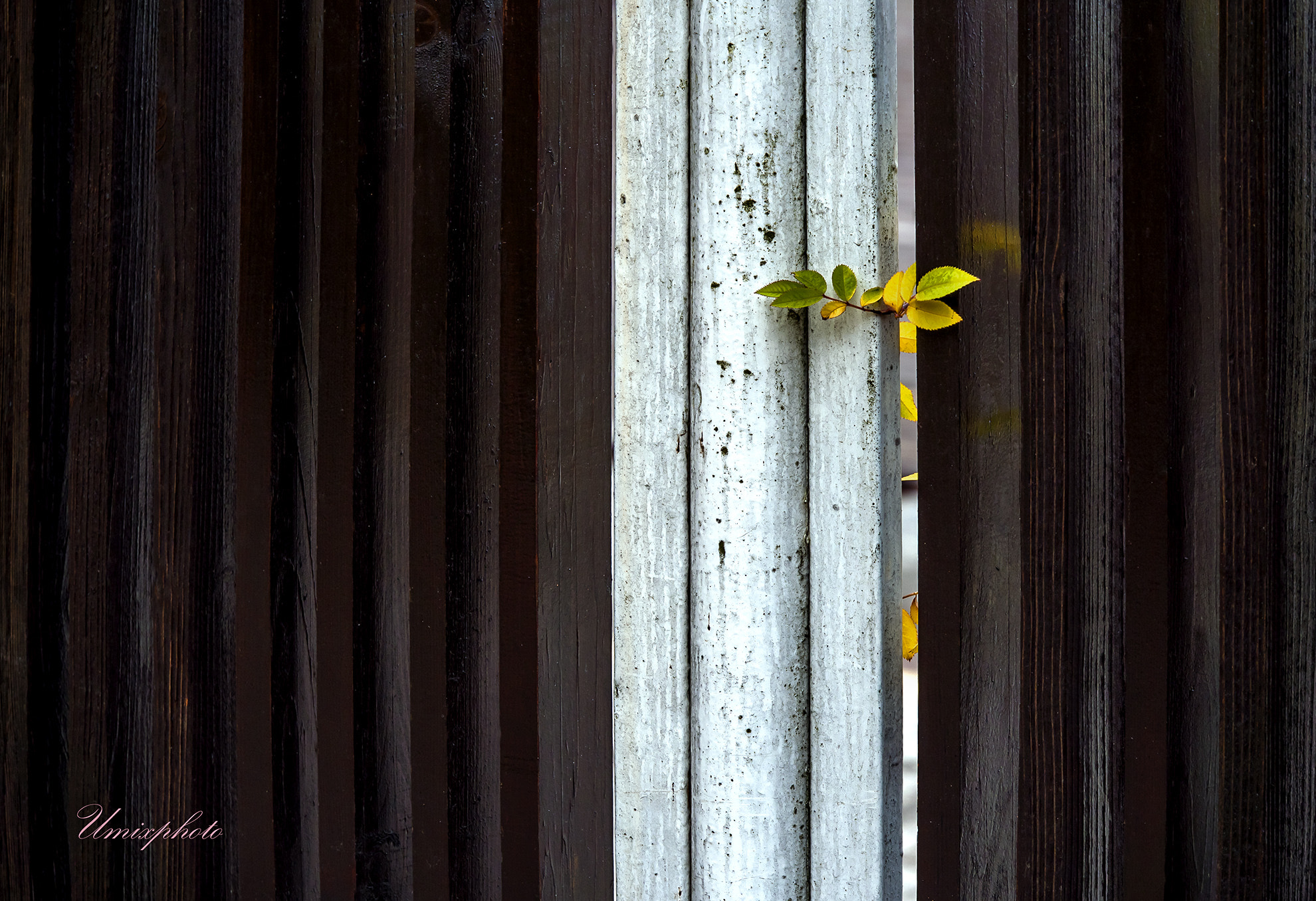 Panasonic Lumix G X Vario 35-100mm F2.8 OIS sample photo. Autumn lines photography