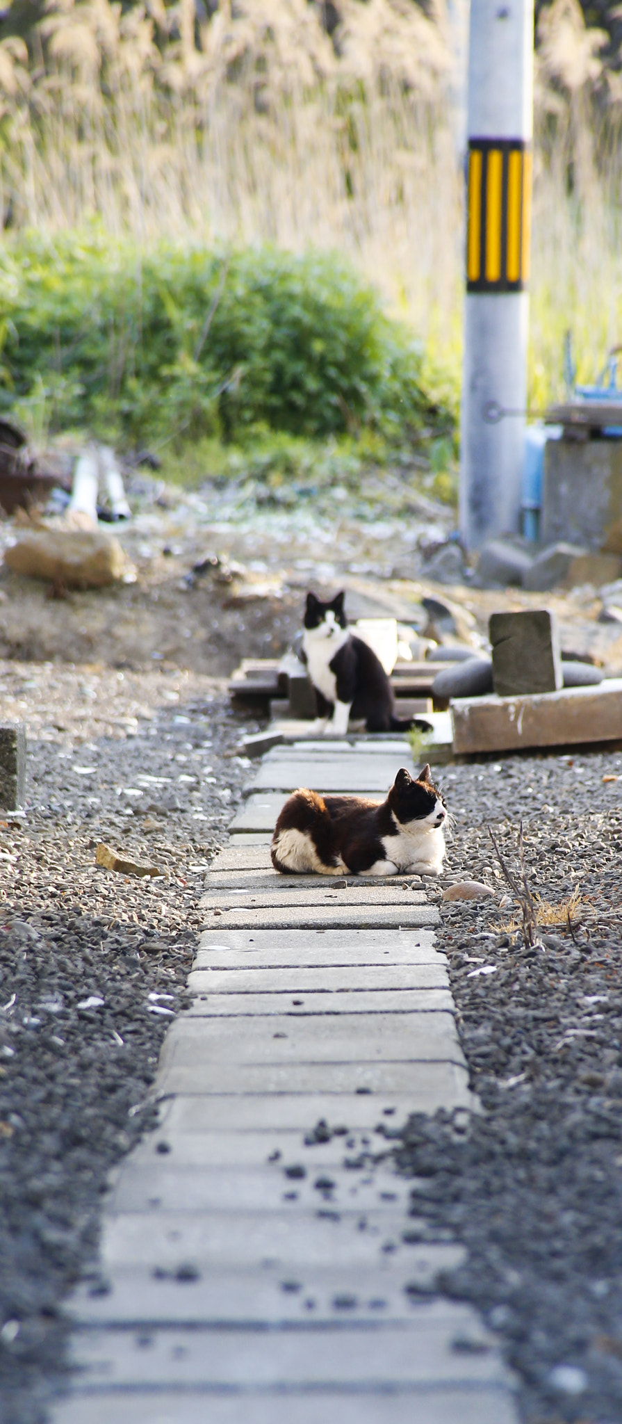 Canon EF 28-200mm F3.5-5.6 USM sample photo. Cat road photography