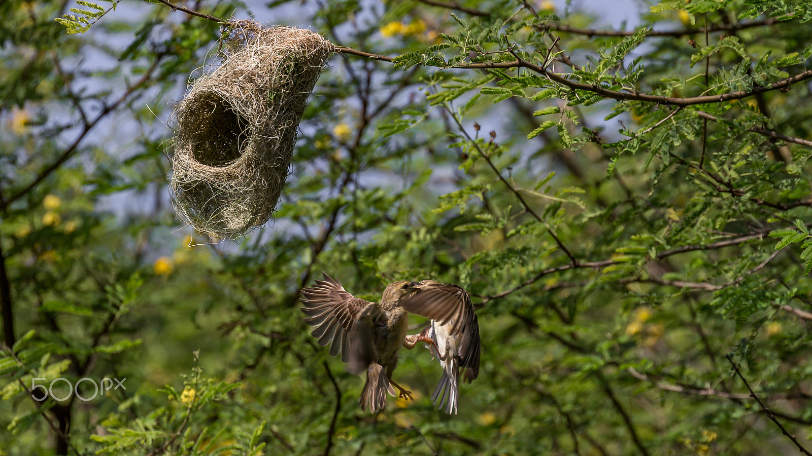Canon EOS 60D + Canon EF 100-400mm F4.5-5.6L IS II USM sample photo. Fighting for nest....!!! photography