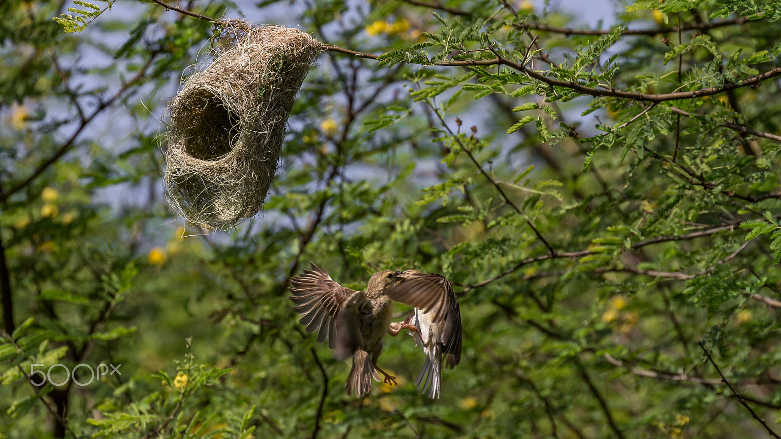 Canon EF 100-400mm F4.5-5.6L IS II USM sample photo. Fighting for nest....!!! photography
