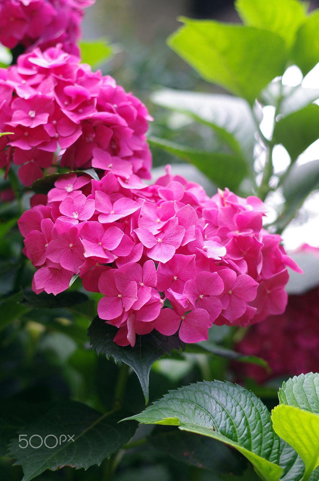 Pentax K-7 sample photo. Hydrangea photography