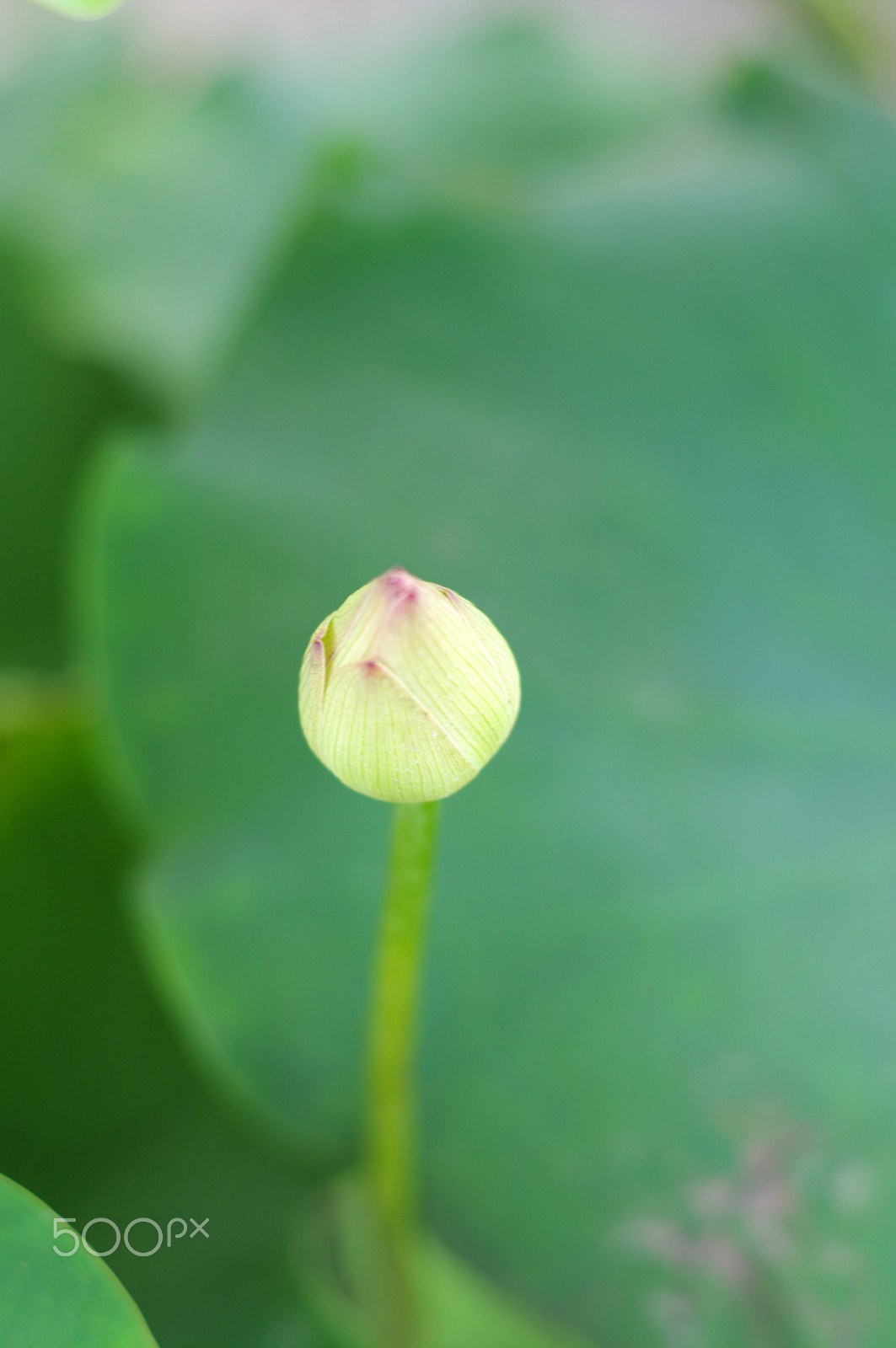 Pentax K-7 sample photo. Lotus2 photography