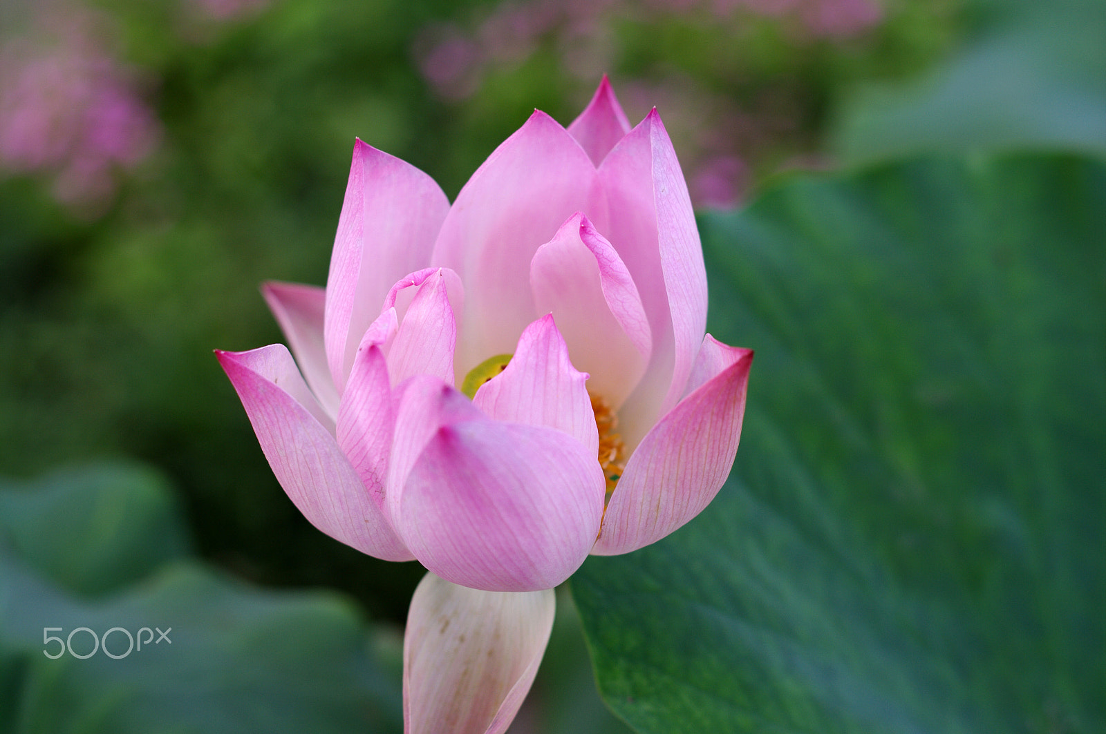 Pentax K-7 sample photo. Lotus1 photography