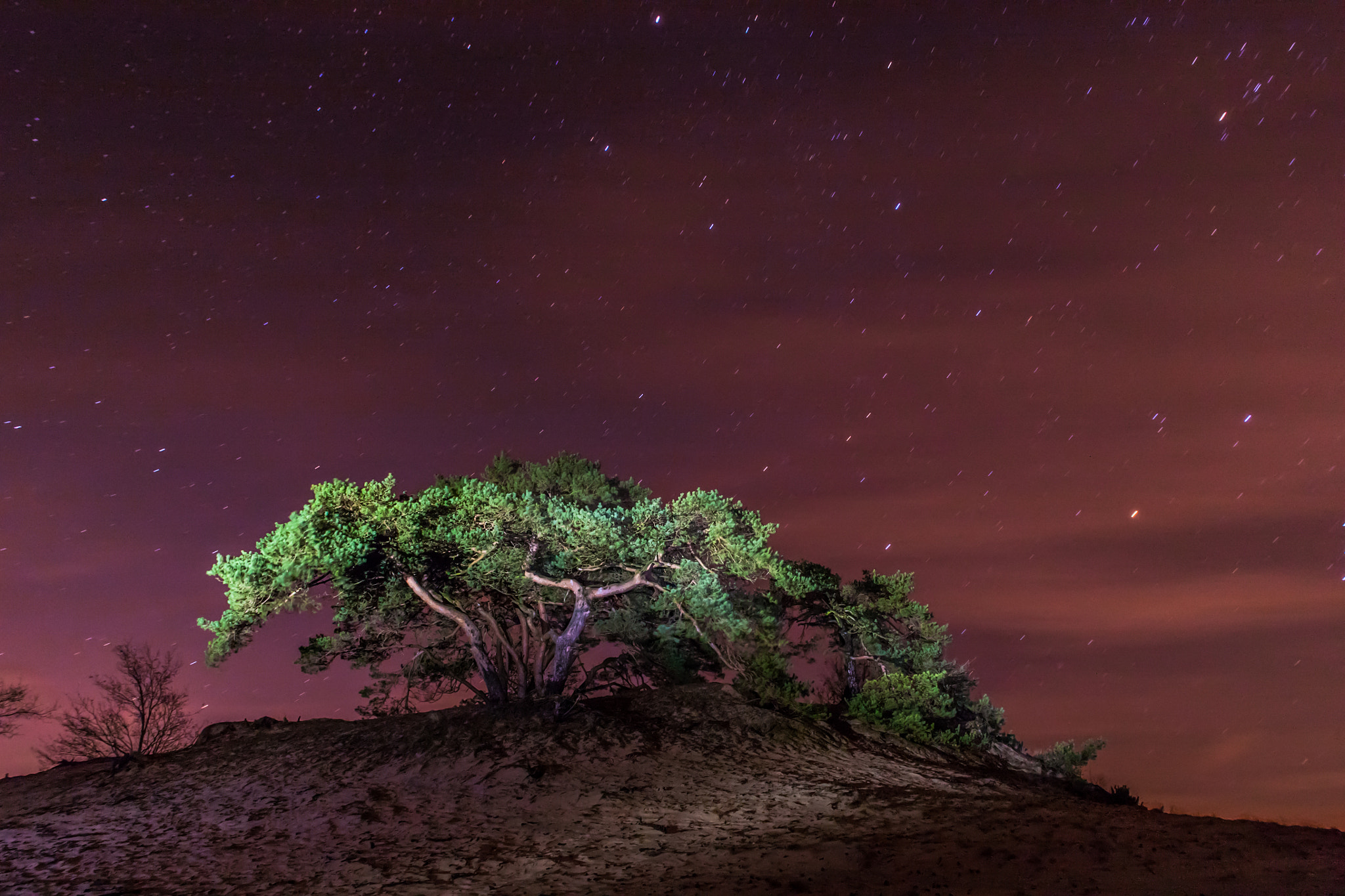 Canon EOS 5D + Sigma 24-70mm F2.8 EX DG Macro sample photo. Night tree photography