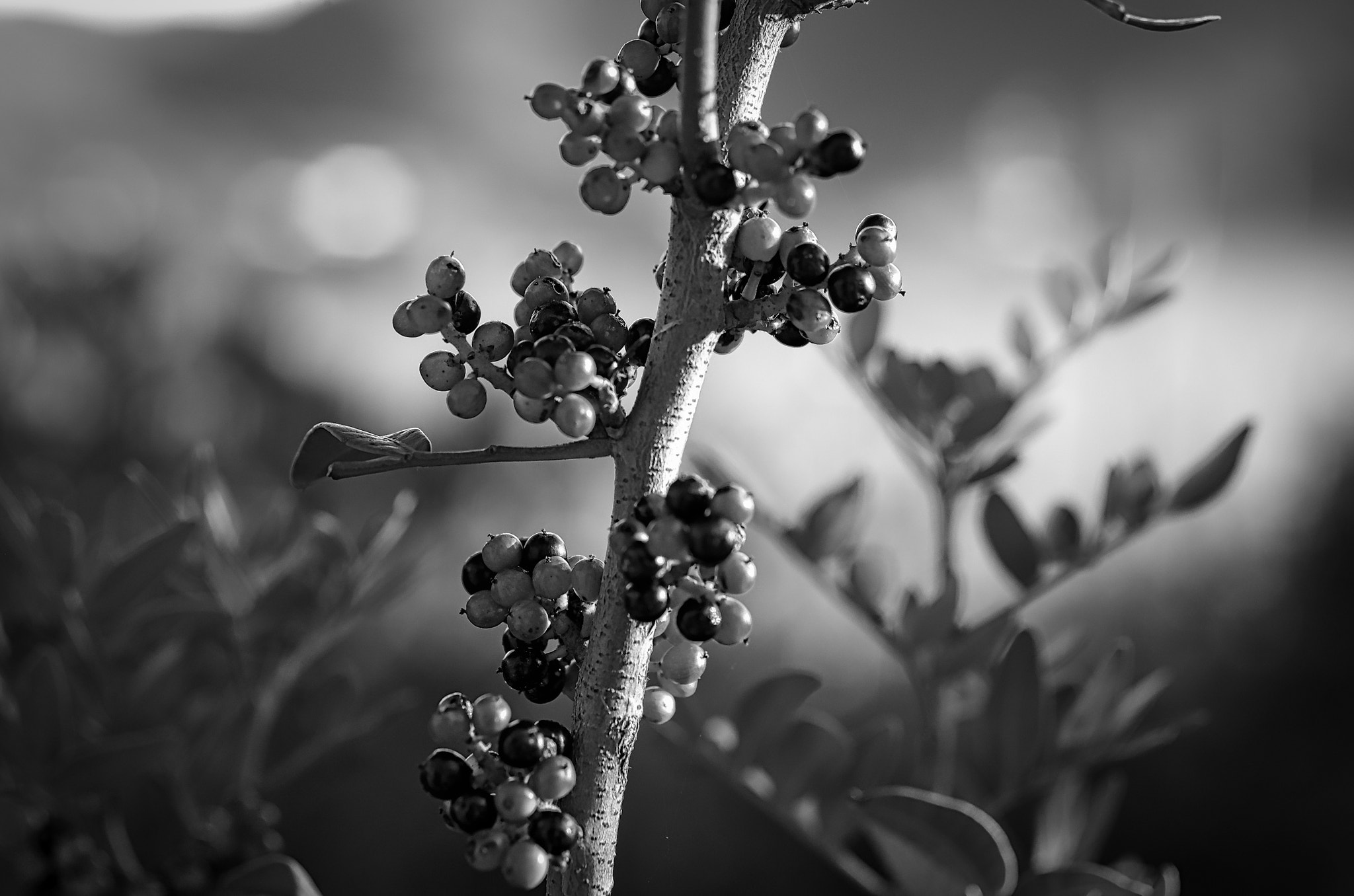 Pentax smc D-FA 50mm F2.8 Macro sample photo. Bacche in b&w photography