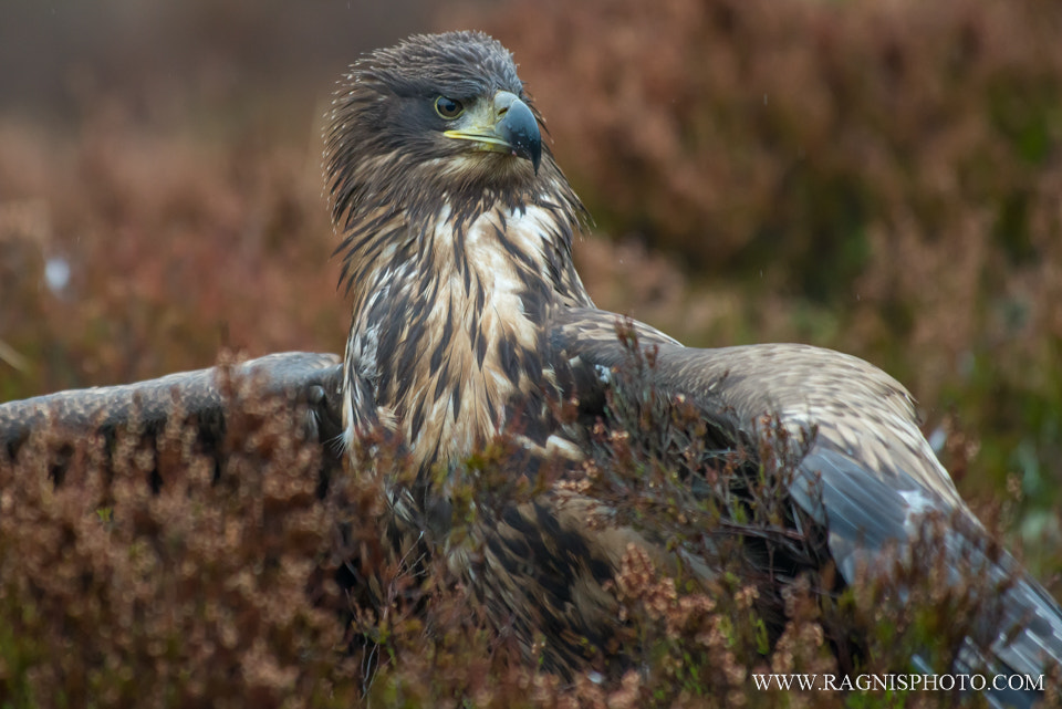 Nikon AF-S Nikkor 300mm F2.8G ED VR II sample photo. Young white-tailed eagle in the bog photography