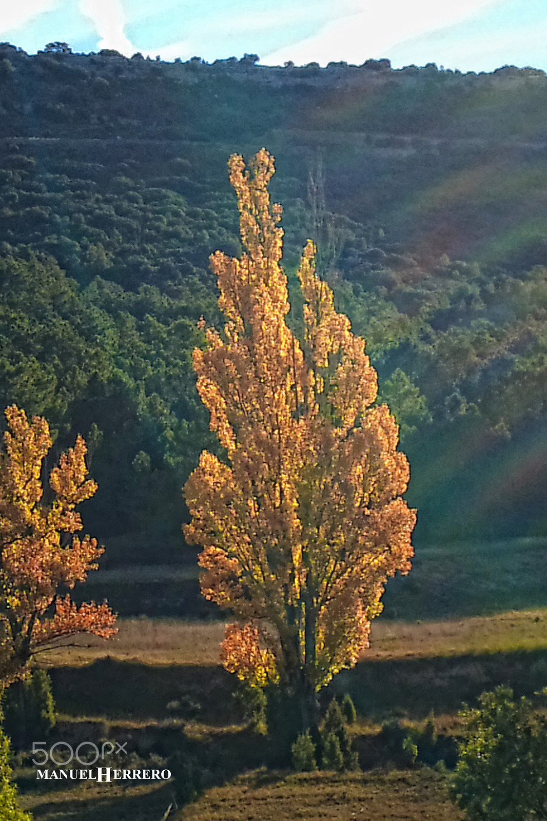 Sony Ericsson U10i sample photo. Oro photography