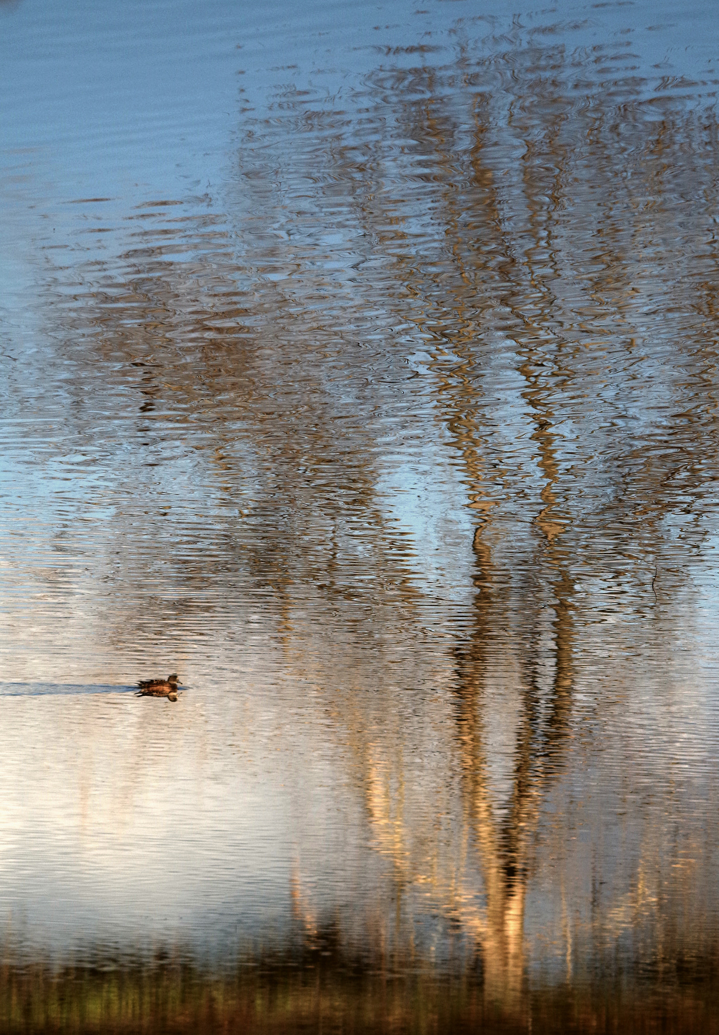 Sigma 150-500mm F5-6.3 DG OS HSM sample photo. Inverted image photography