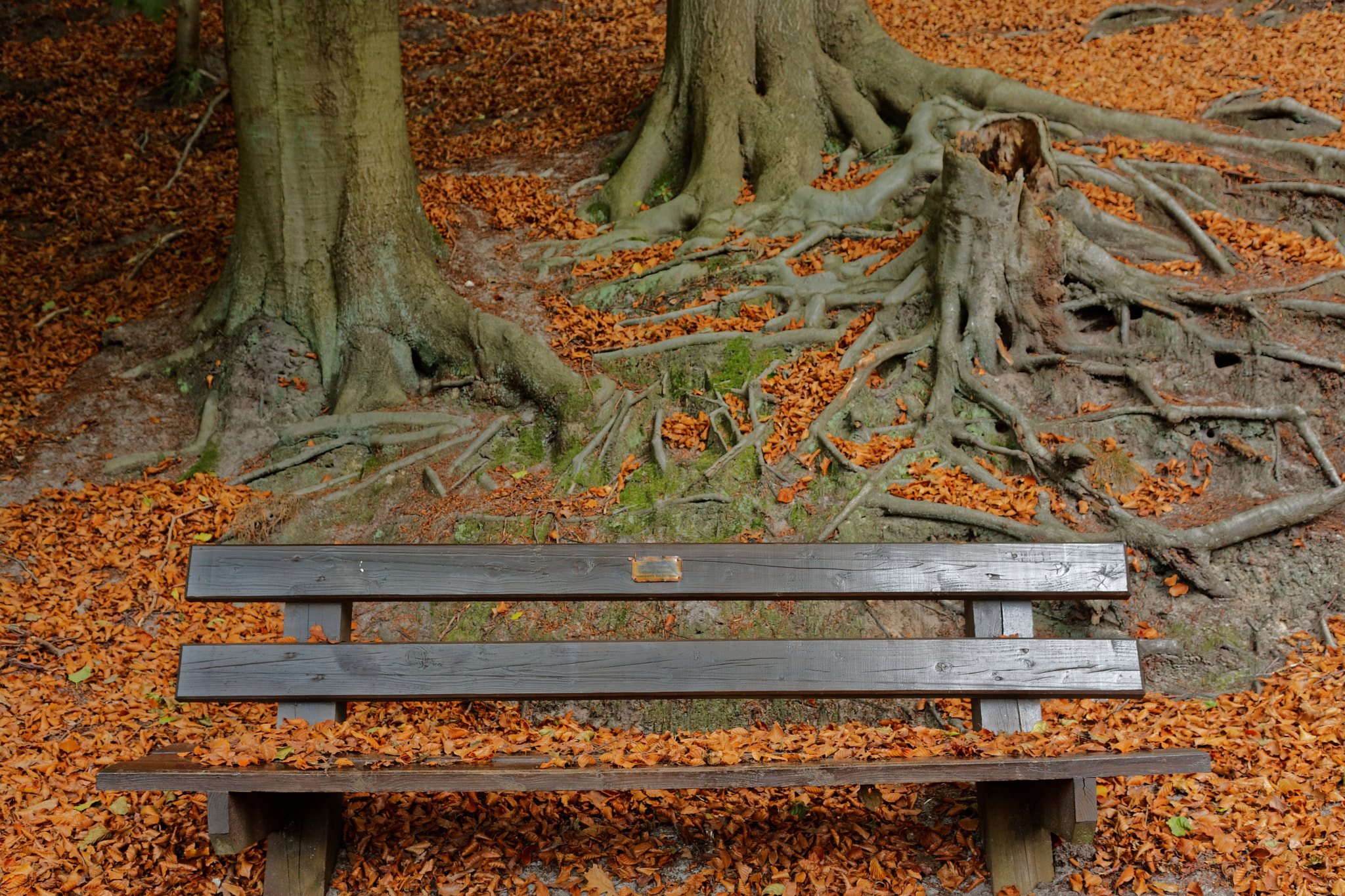 Sigma 18-50mm F2.8-4.5 DC OS HSM sample photo. Bench photography