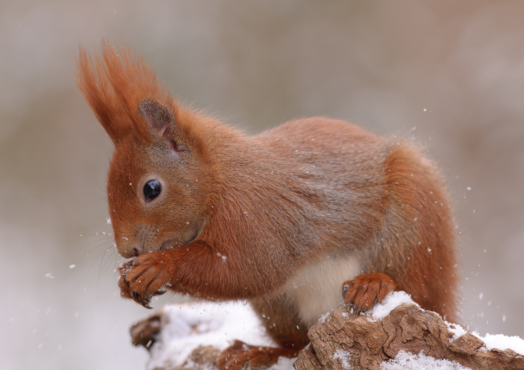 Nikon AF-S Nikkor 300mm F2.8G ED VR II sample photo. Red squirrel in the snow photography