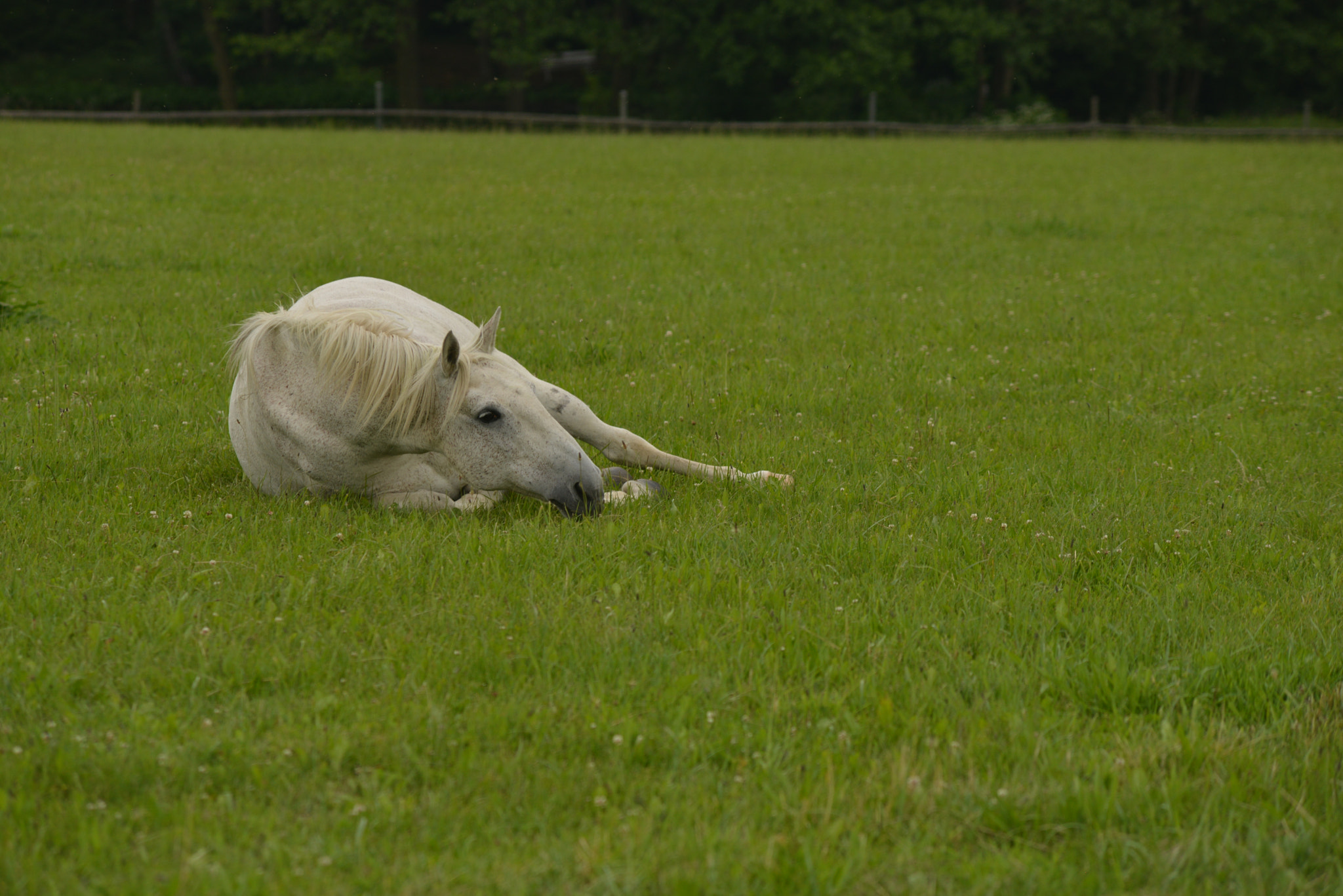 Nikon D800 + AF Zoom-Nikkor 70-210mm f/4 sample photo. Horse photography