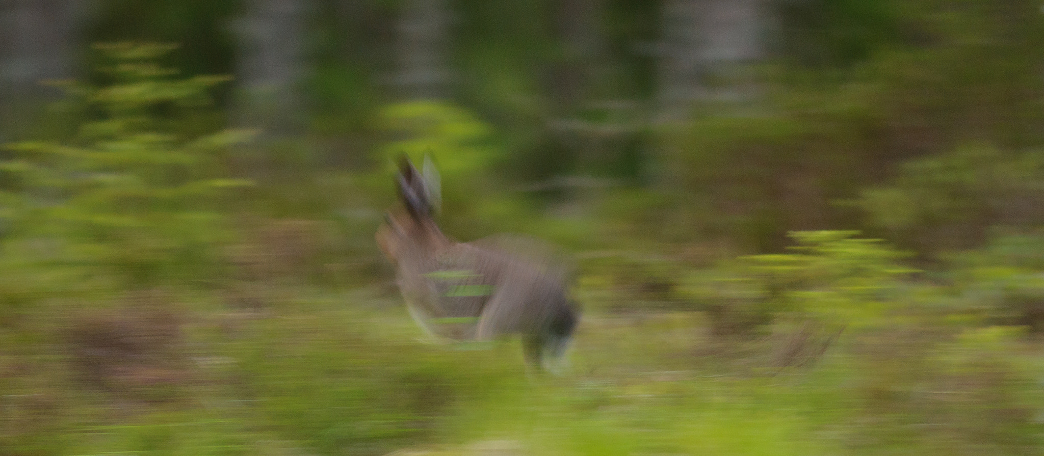 Nikon AF-S Nikkor 300mm F2.8G ED VR II sample photo. Arctic hare on the run photography