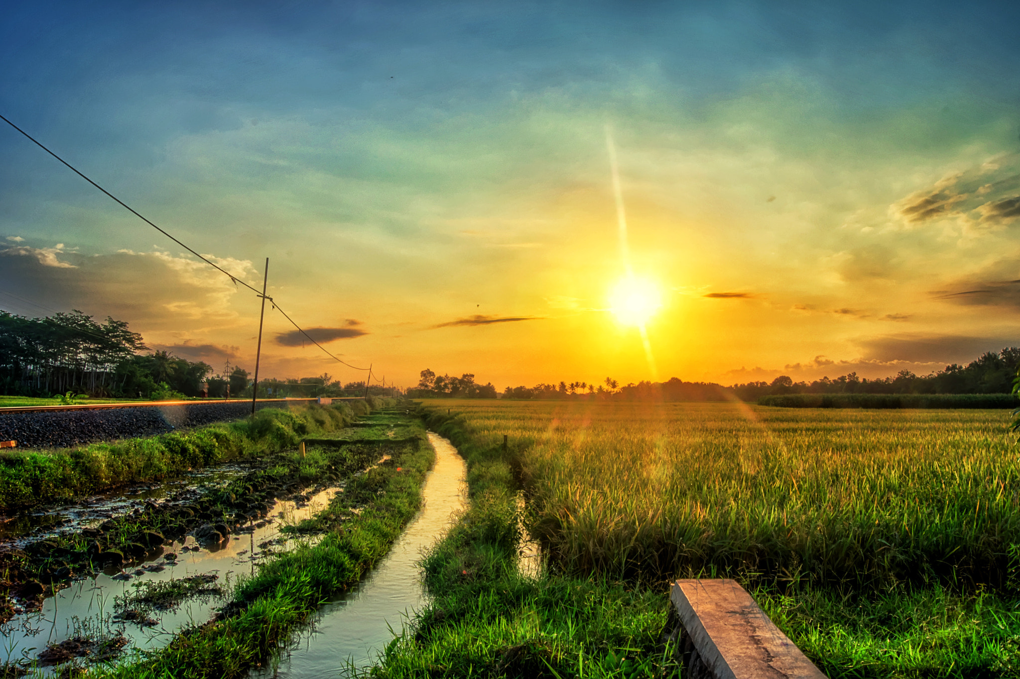 Sony Alpha DSLR-A560 sample photo. Sawah photography