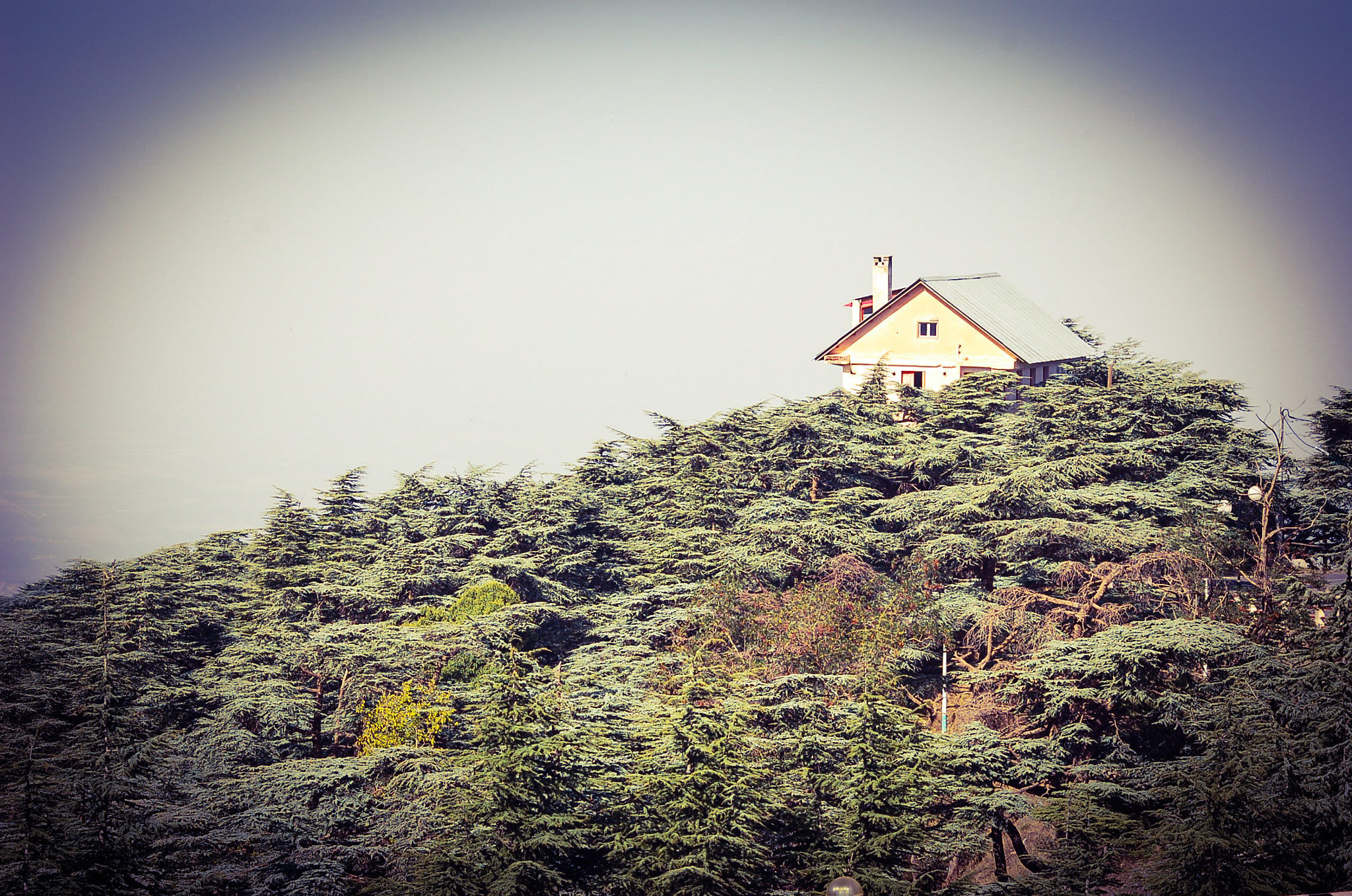 Nikon D50 sample photo. Chréa mountain photography