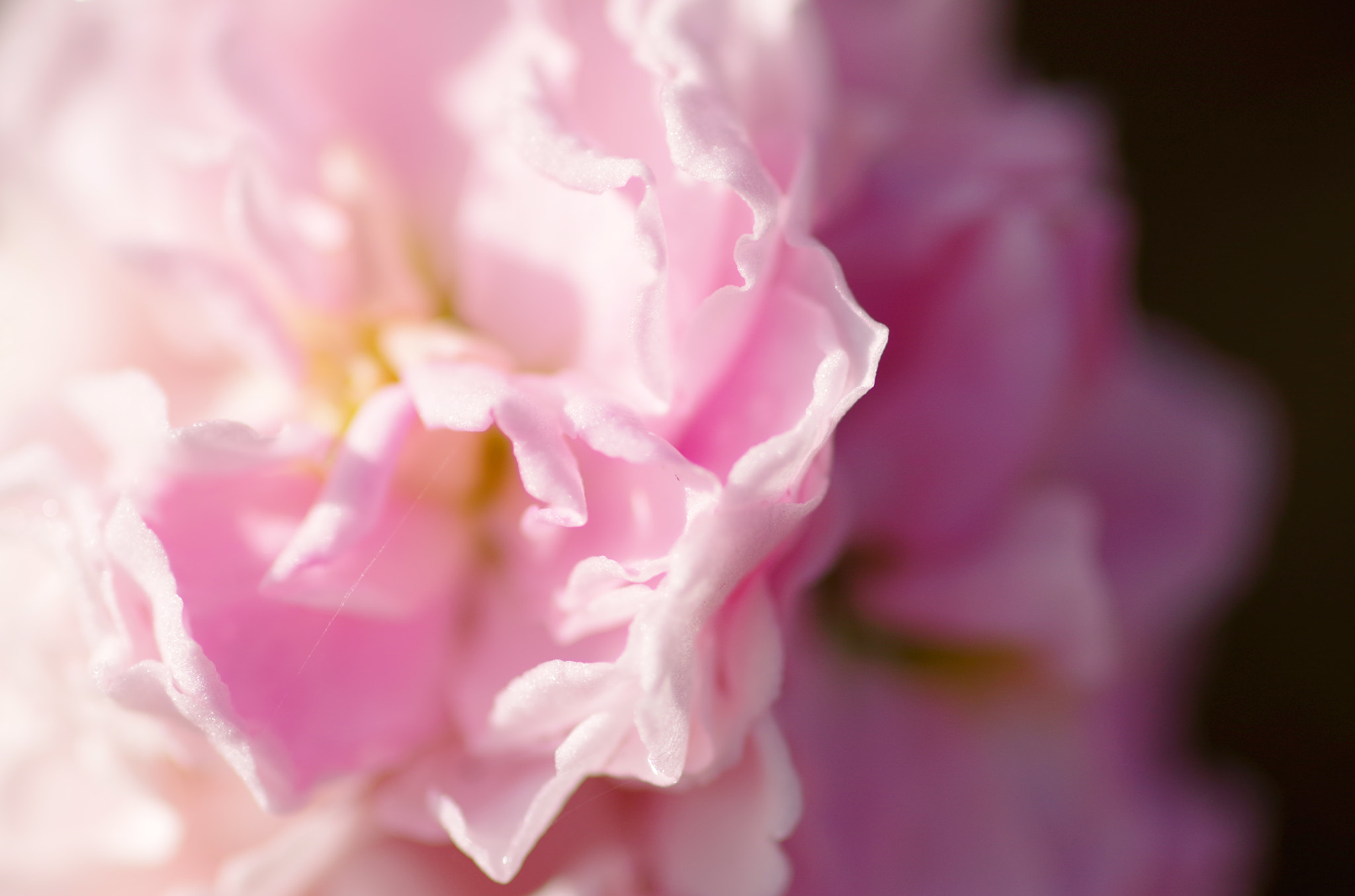 Pentax smc D-FA 100mm F2.8 Macro WR sample photo. A sensual world photography