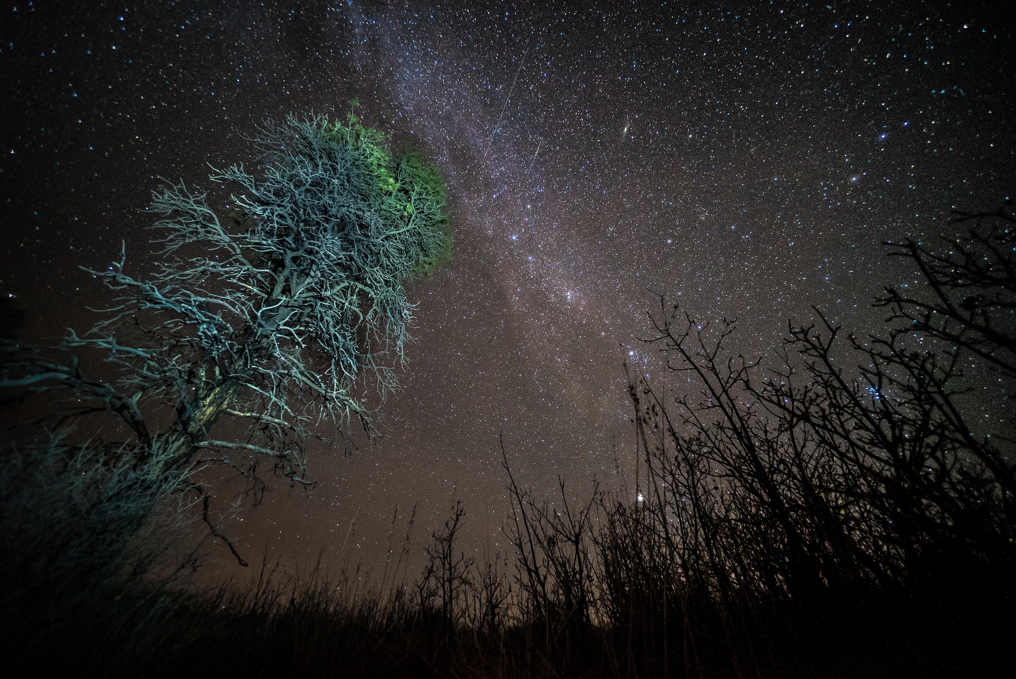 Sony a7S + Sony E 10-18mm F4 OSS sample photo. Lit up tree and sky photography