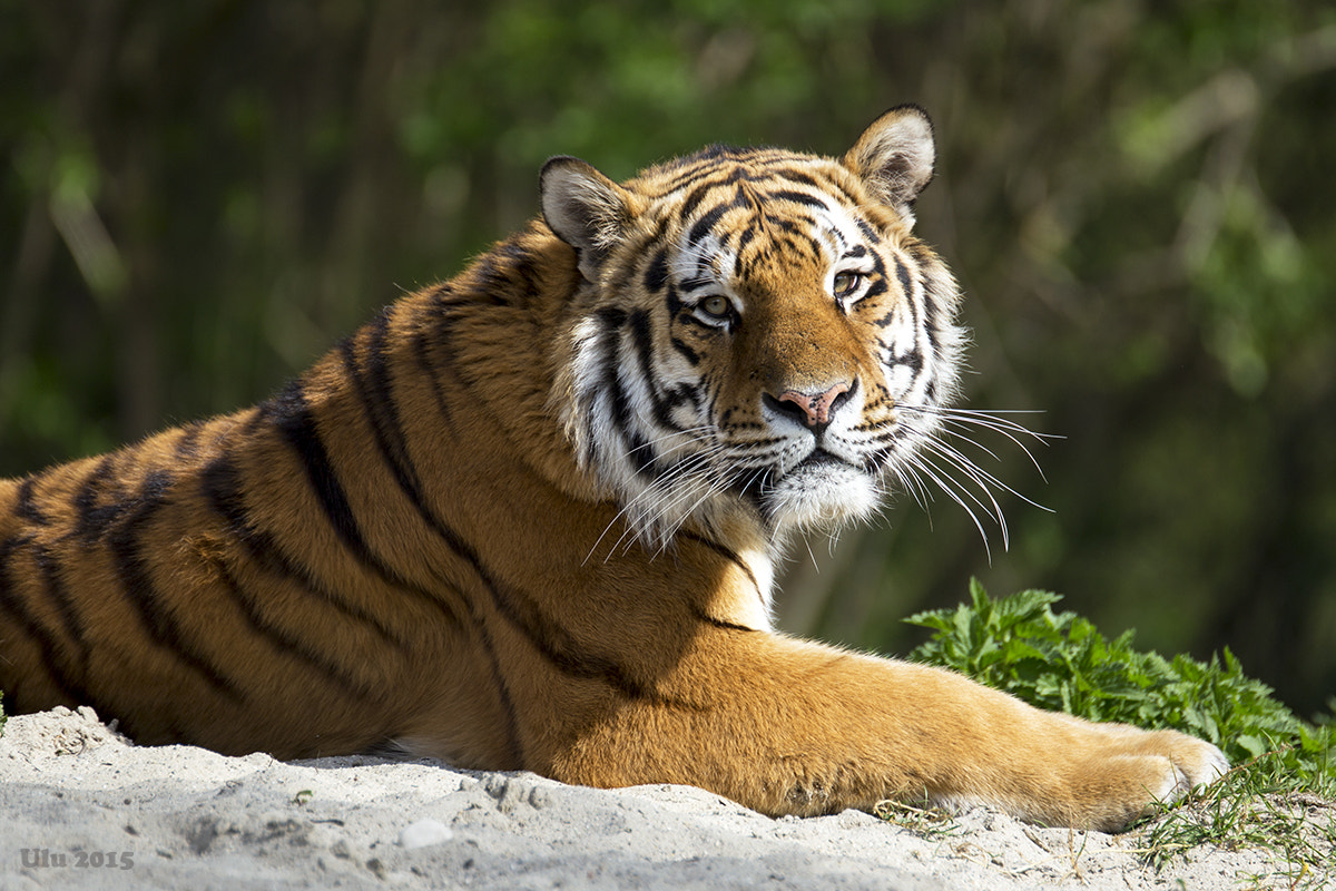 Canon EF 70-200mm F2.8L USM sample photo. Catch the tiger... photography