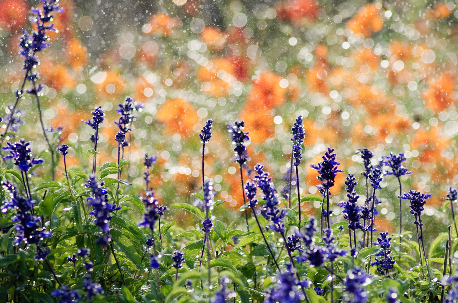 Pentax K-5 + Tamron AF 70-300mm F4-5.6 Di LD Macro sample photo. Flower photography