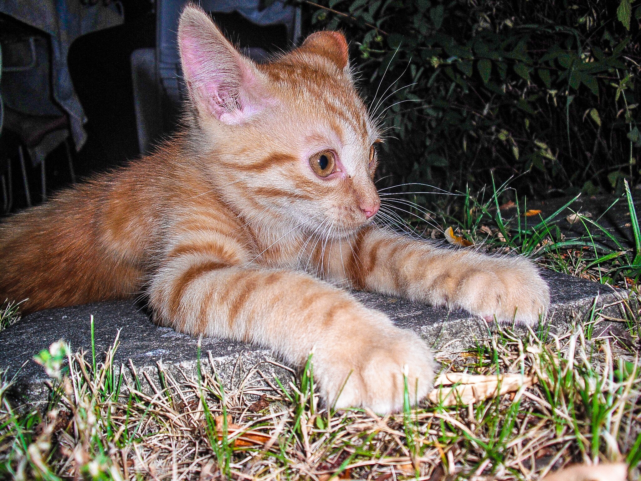 Fujifilm FinePix J20 sample photo. Chaton photography