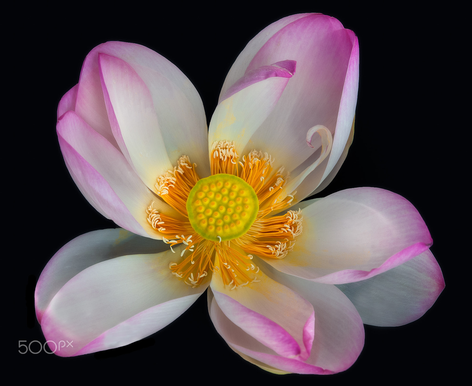 Nikon D3 + Nikon AF-S Micro-Nikkor 60mm F2.8G ED sample photo. The indian lotus (nelumbo nucifera) photography
