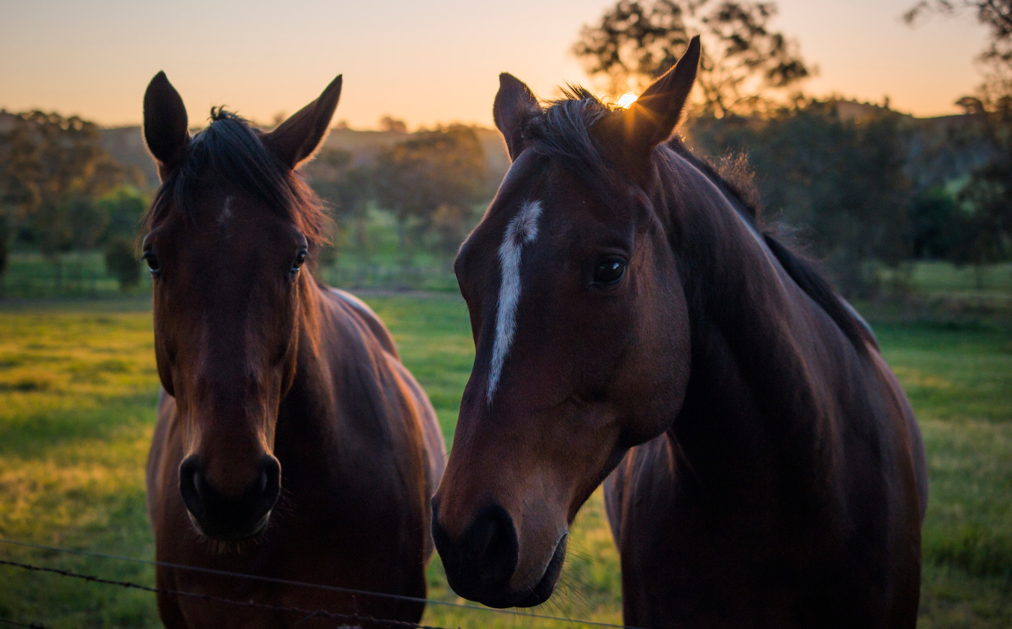 Samsung NX500 + Samsung NX 30mm F2 Pancake sample photo. Horses and sunset photography