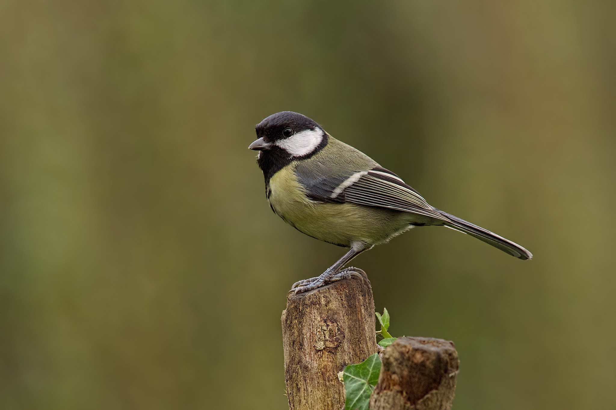 Sony a99 II + Minolta AF 300mm F2.8 HS-APO G sample photo. Great tit photography