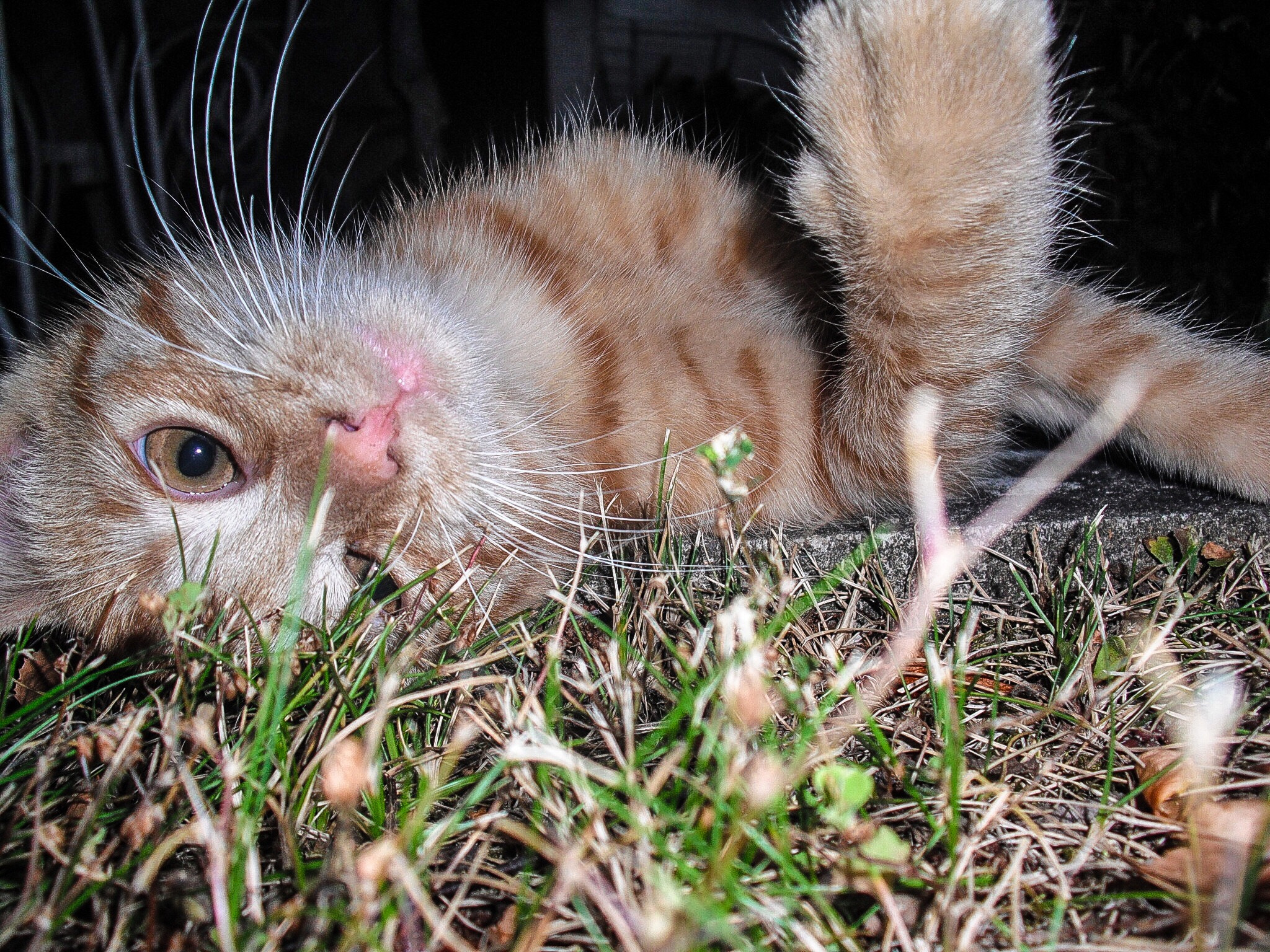 Fujifilm FinePix J20 sample photo. Nory photography