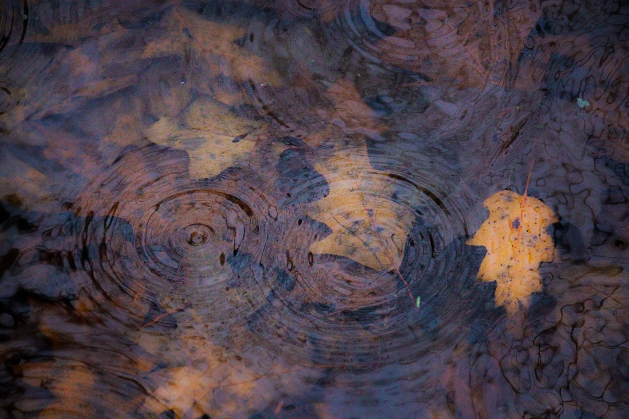 Sigma 18-250mm F3.5-6.3 DC OS HSM sample photo. Rain dance photography