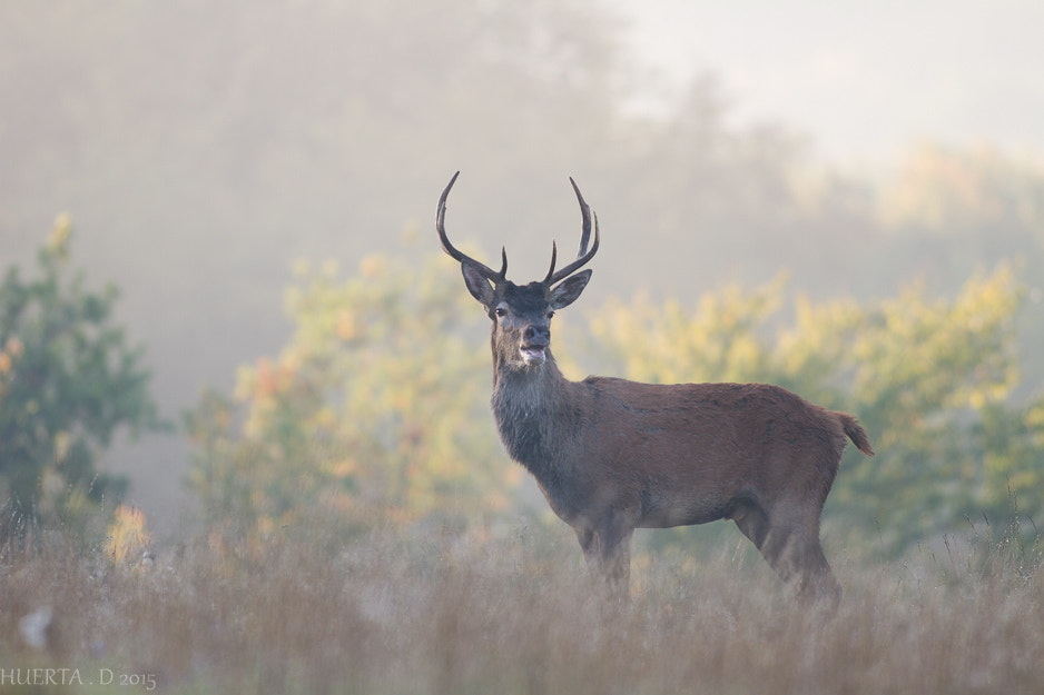 Canon EOS 7D + Canon EF 300mm f/2.8L sample photo. Cerf  photography