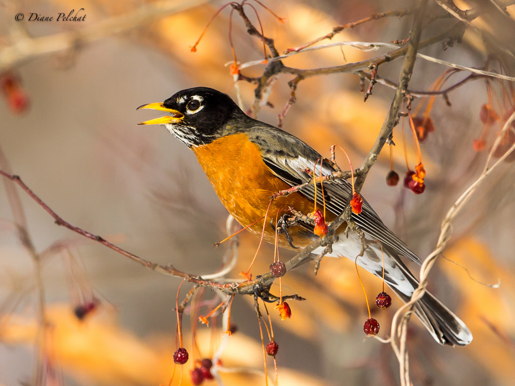 Canon EOS 60D + Canon EF 300mm F2.8L IS II USM sample photo. American robin photography