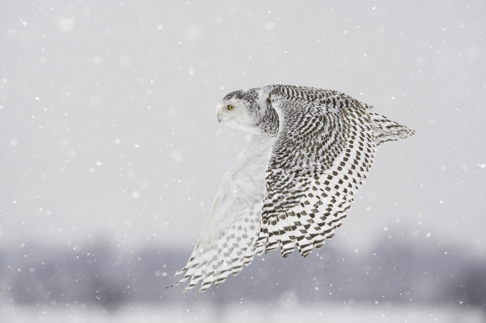 Nikon AF-S Nikkor 200mm F2G ED VR II sample photo. Off to whiter pastures... photography