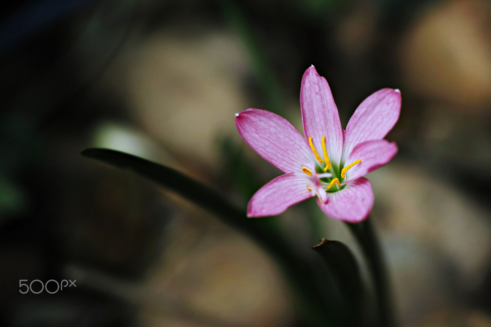 Sigma 50mm F2.8 EX DG Macro sample photo. Dp3m0118.jpg photography